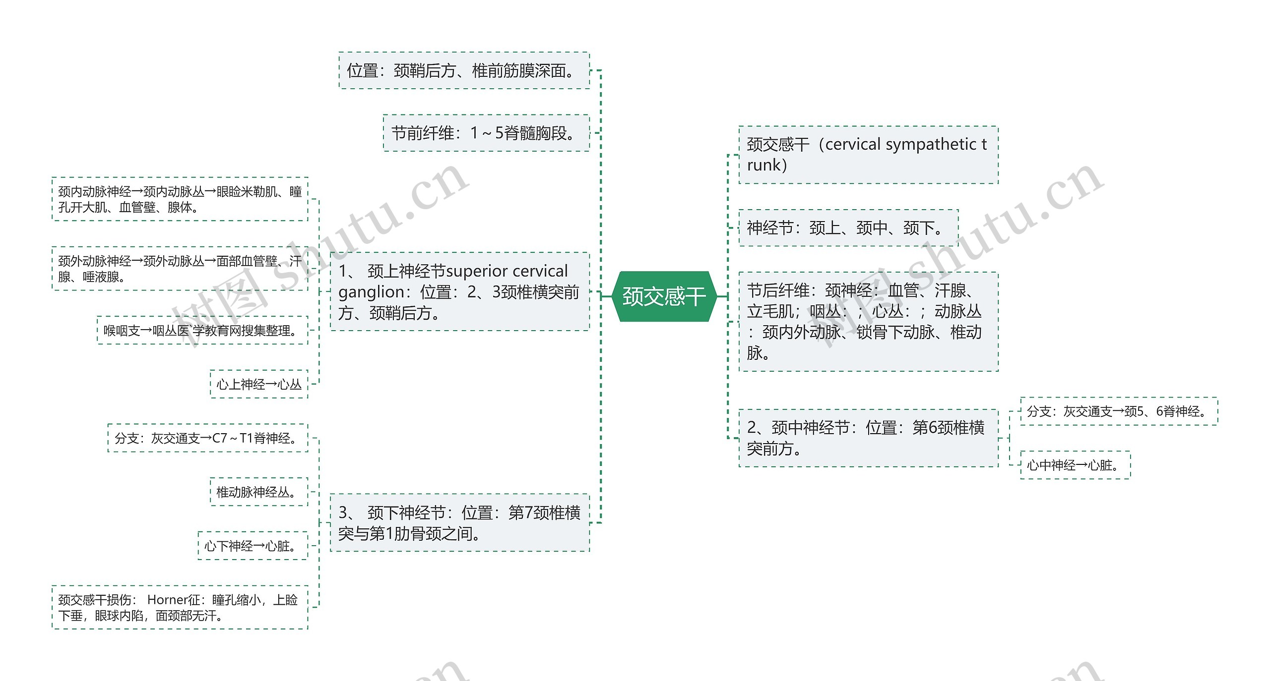 颈交感干 颈交感干