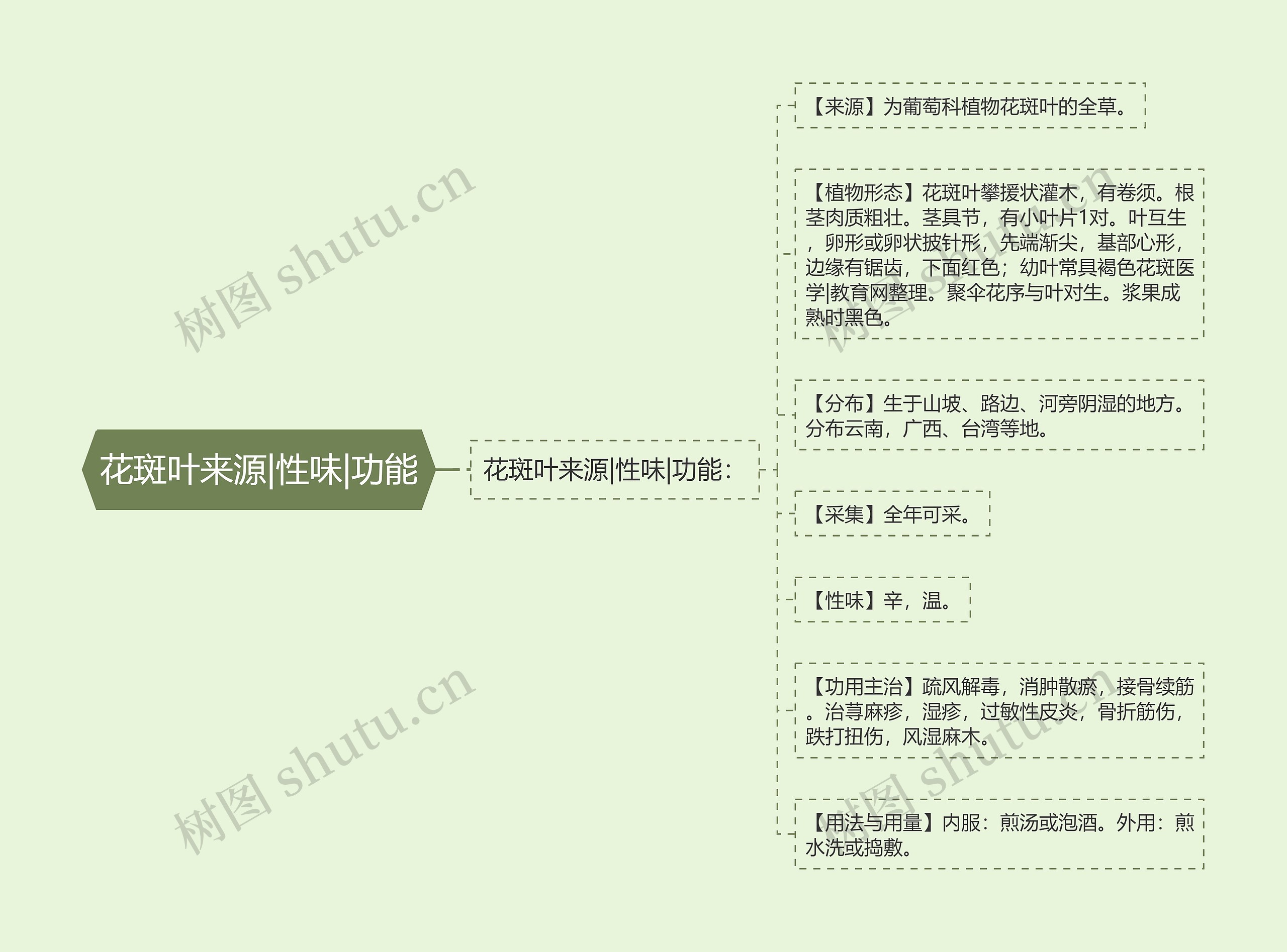 花斑叶来源|性味|功能思维导图