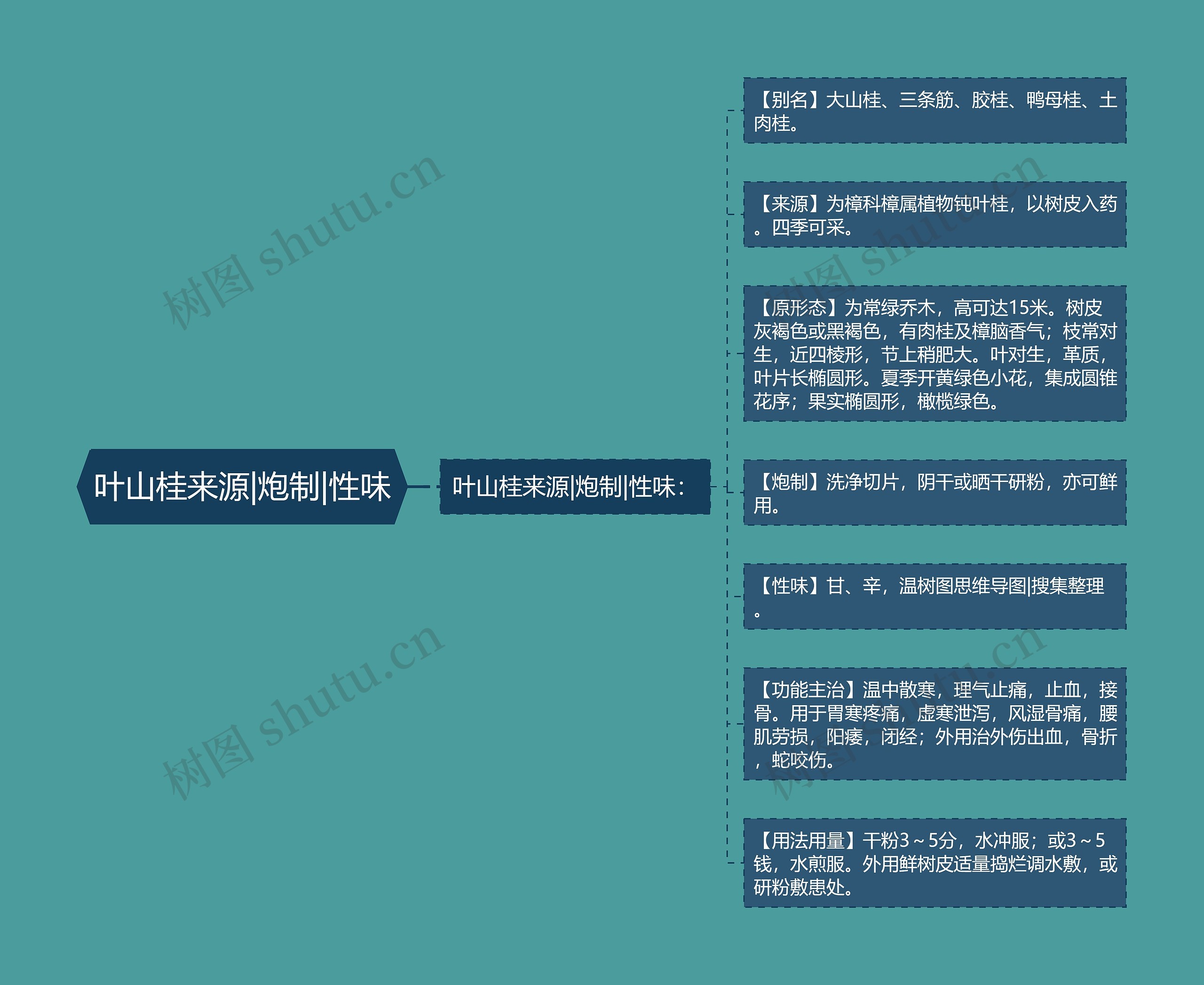 叶山桂来源|炮制|性味思维导图