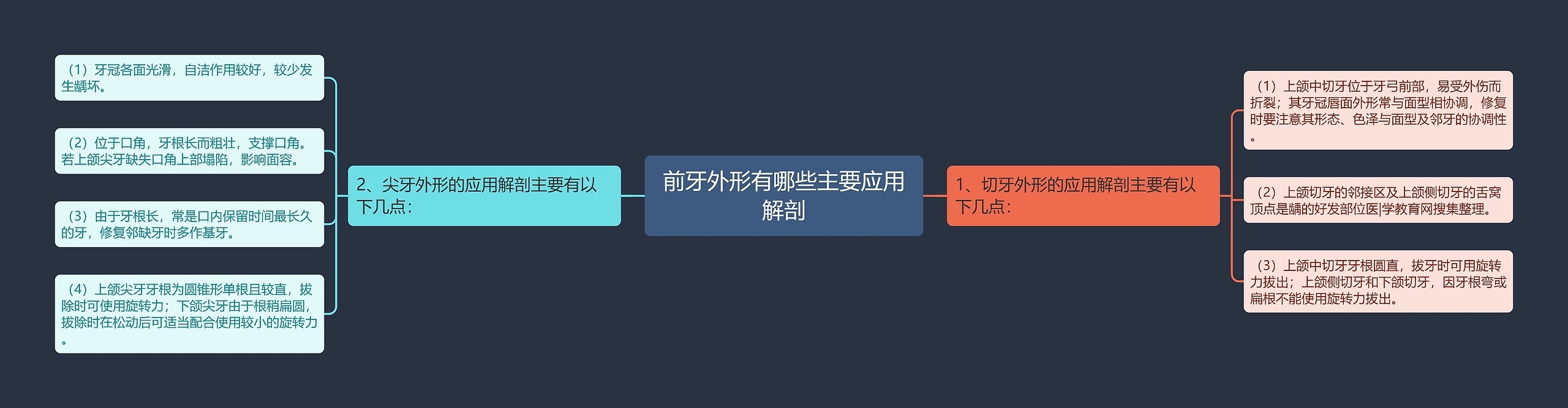 前牙外形有哪些主要应用解剖