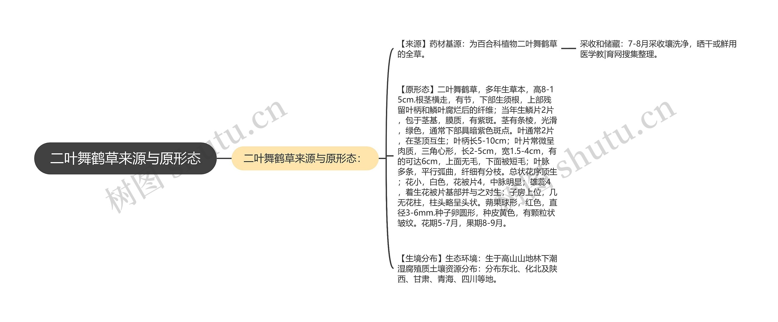 二叶舞鹤草来源与原形态思维导图