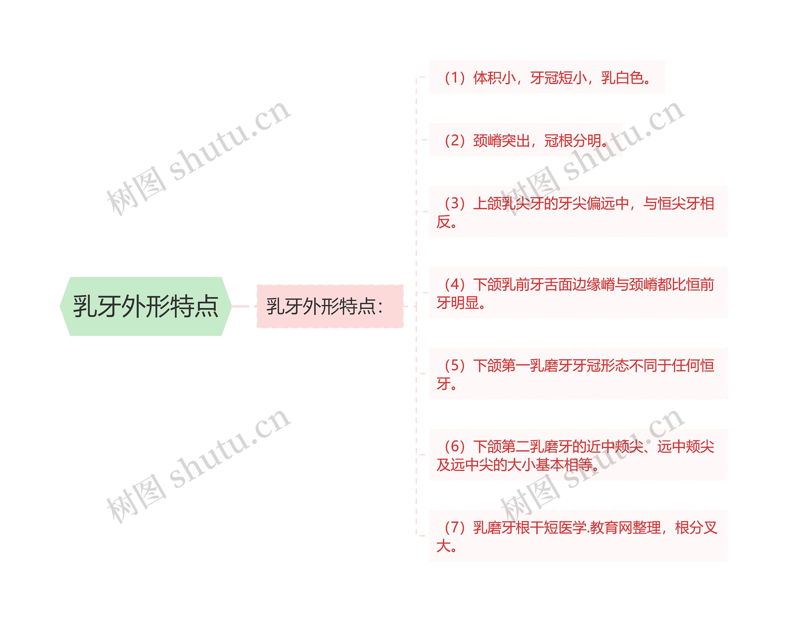 乳牙外形特点 乳牙外形特点