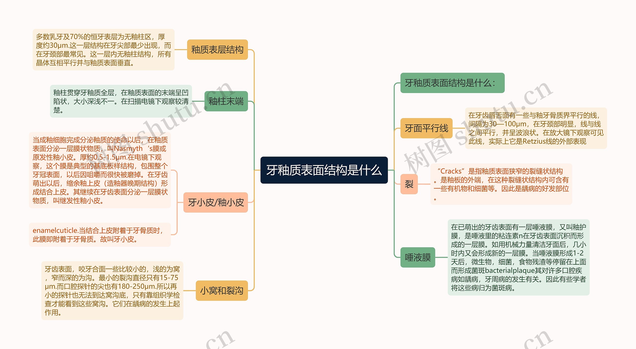 牙釉质表面结构是什么