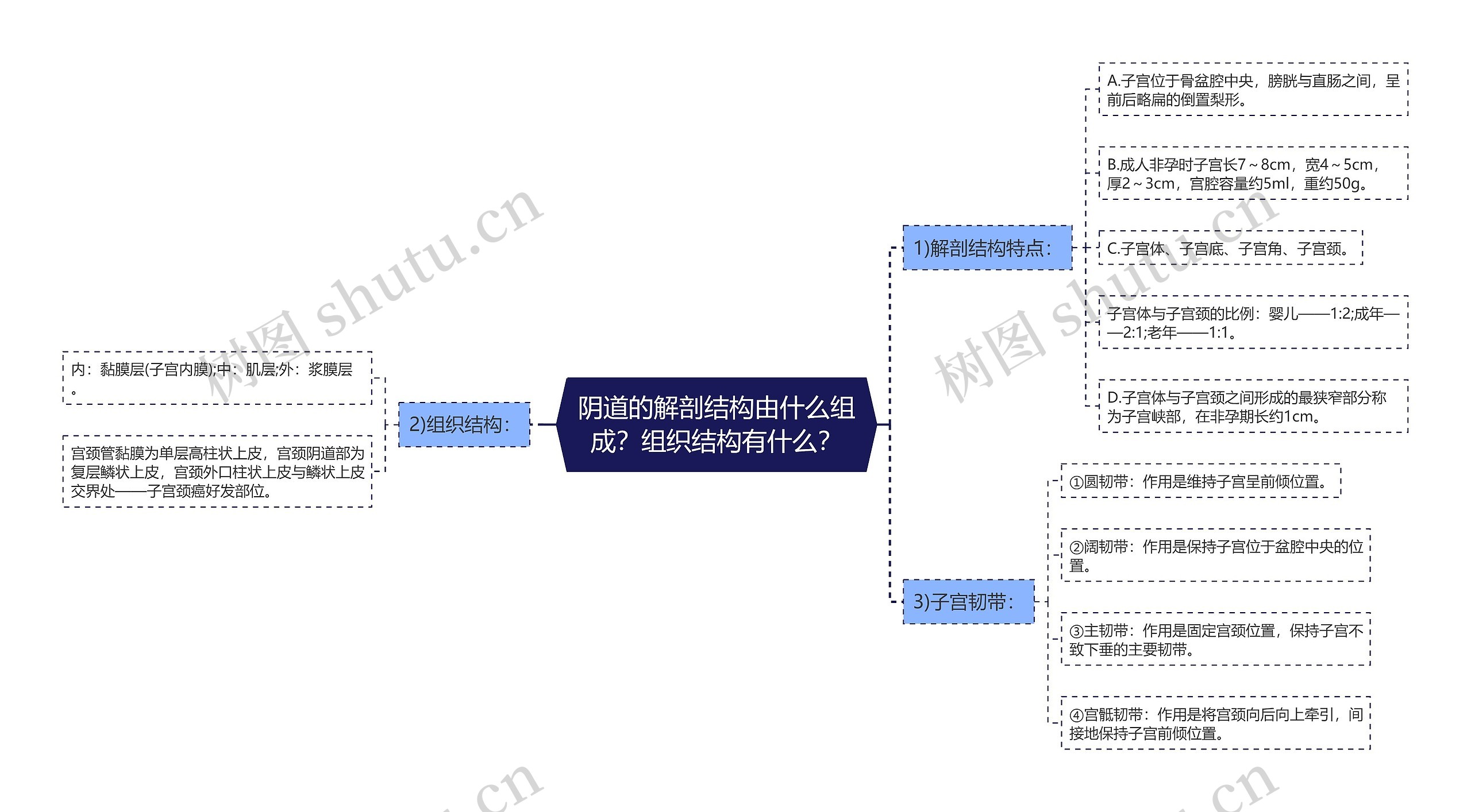 阴道的解剖结构由什么组成？组织结构有什么？思维导图