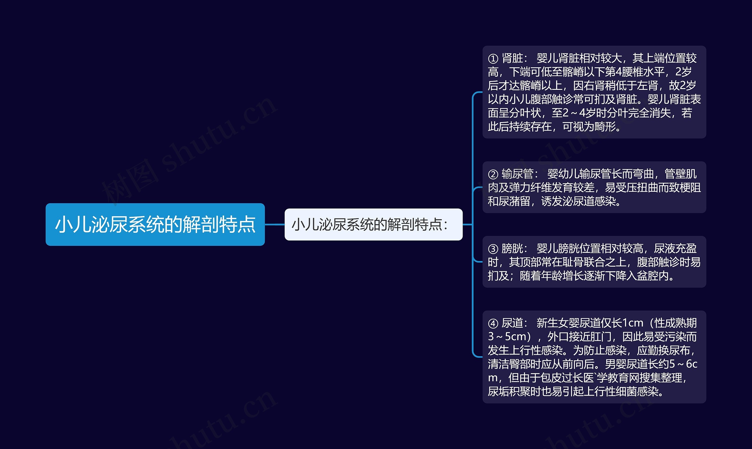 小儿泌尿系统的解剖特点 小儿泌尿系统的解剖特点