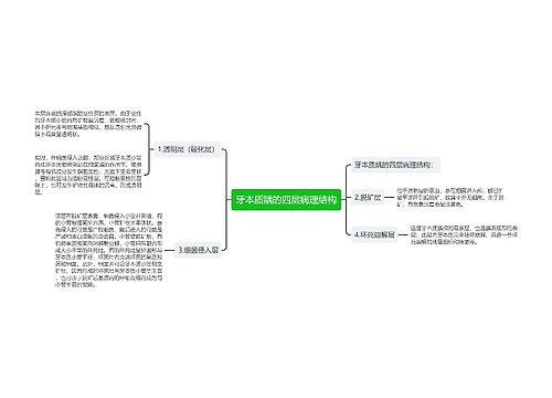 牙本质龋的四层病理结构