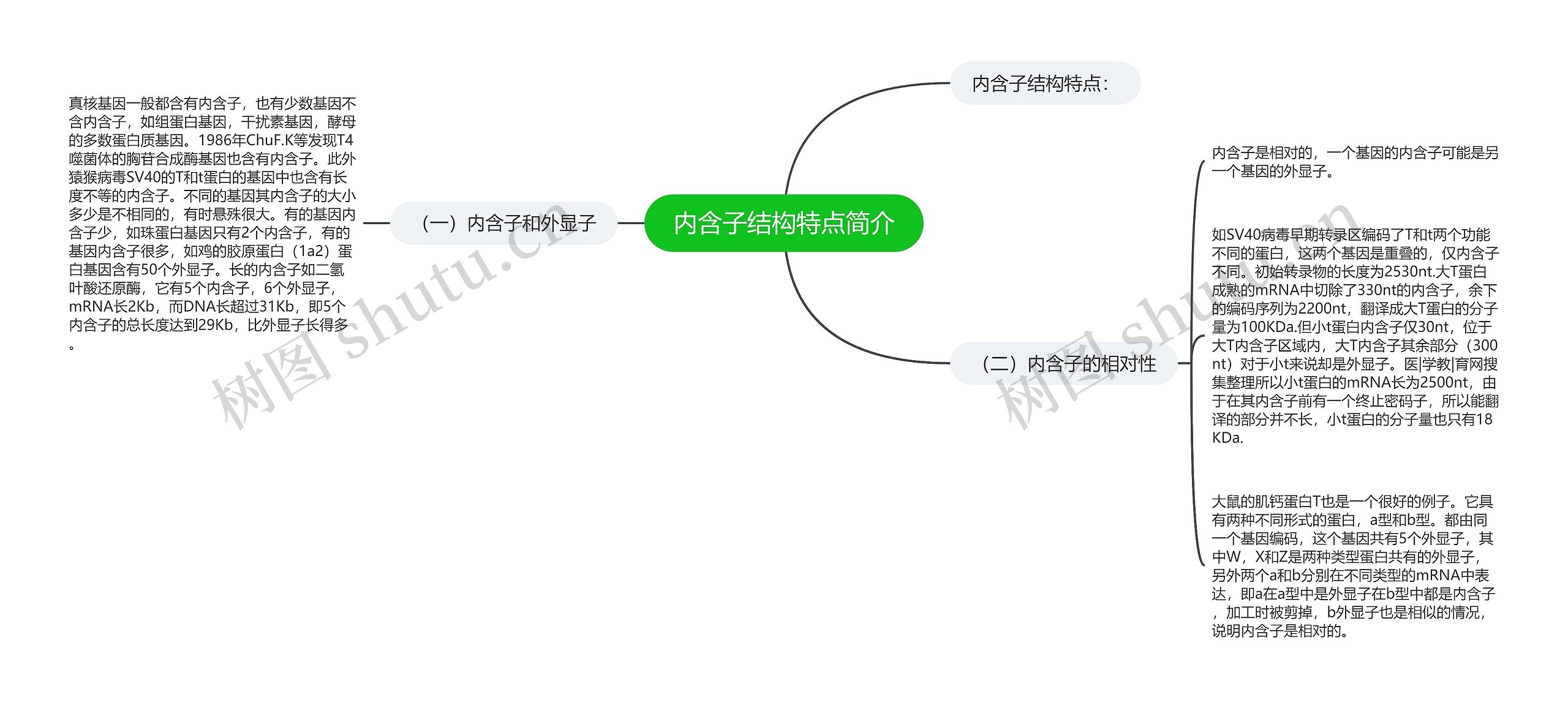 内含子结构特点简介思维导图