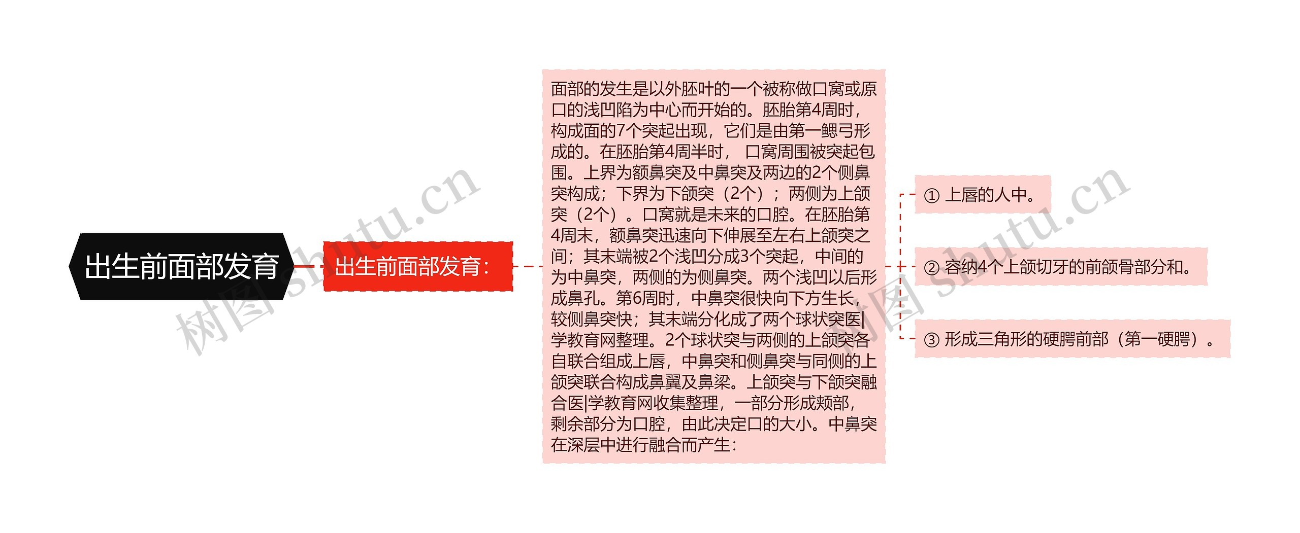 出生前面部发育 出生前面部发育