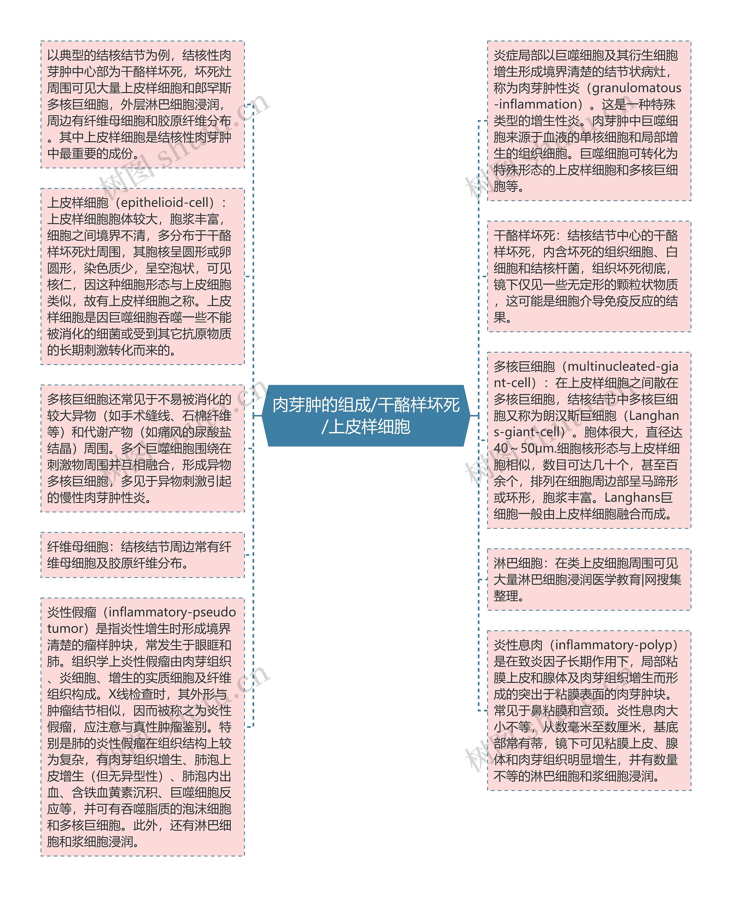 肉芽肿的组成/干酪样坏死/上皮样细胞思维导图