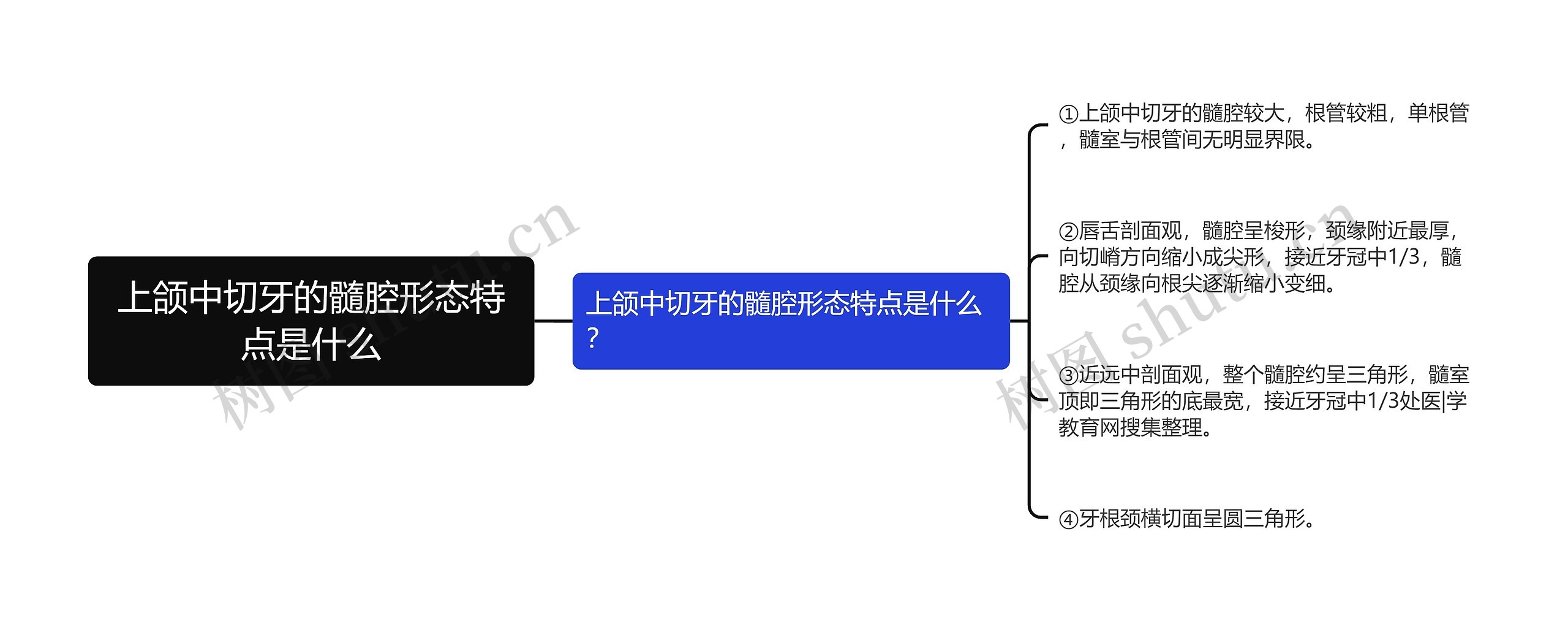 上颌中切牙的髓腔形态特点是什么