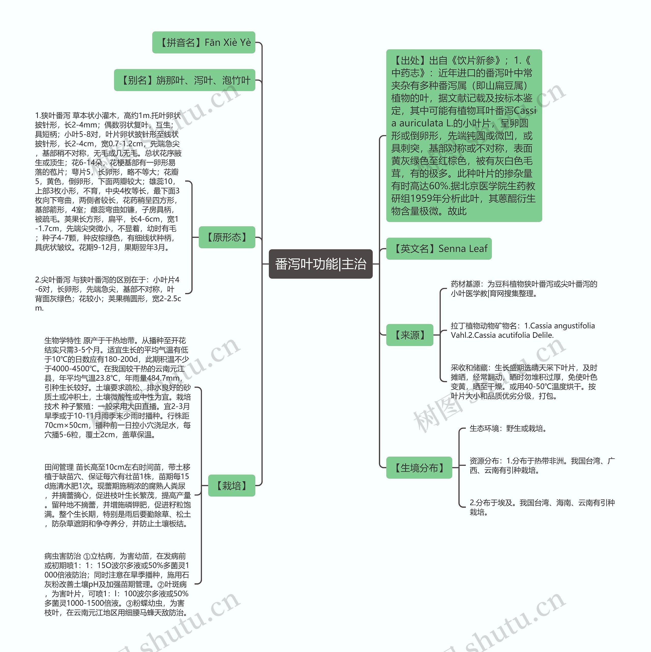 番泻叶功能|主治思维导图