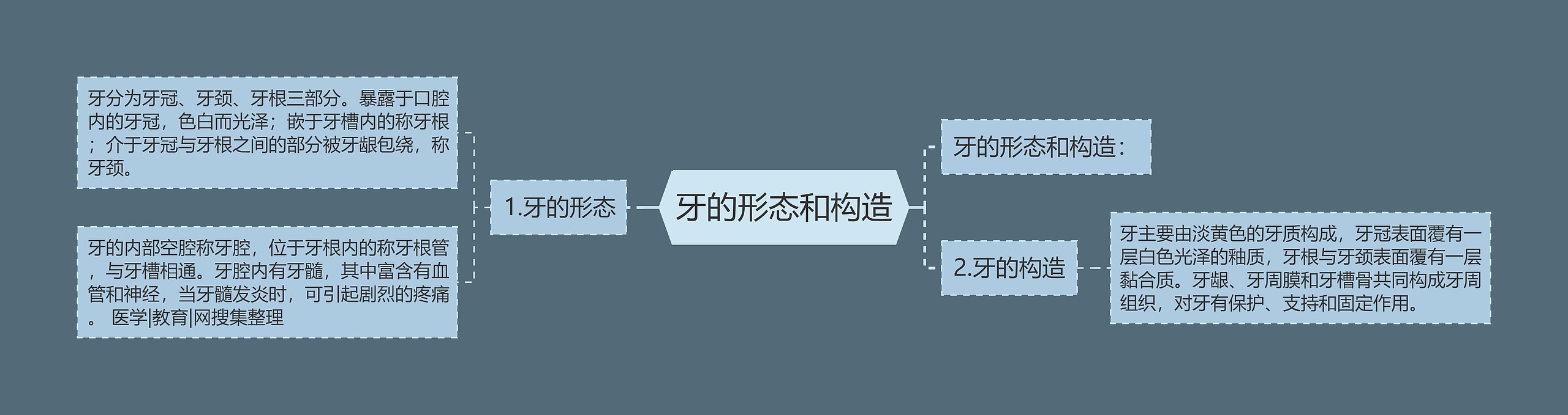 牙的形态和构造 牙的形态和构造
