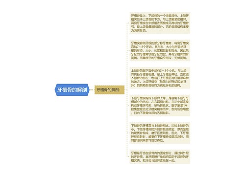 牙槽骨的解剖