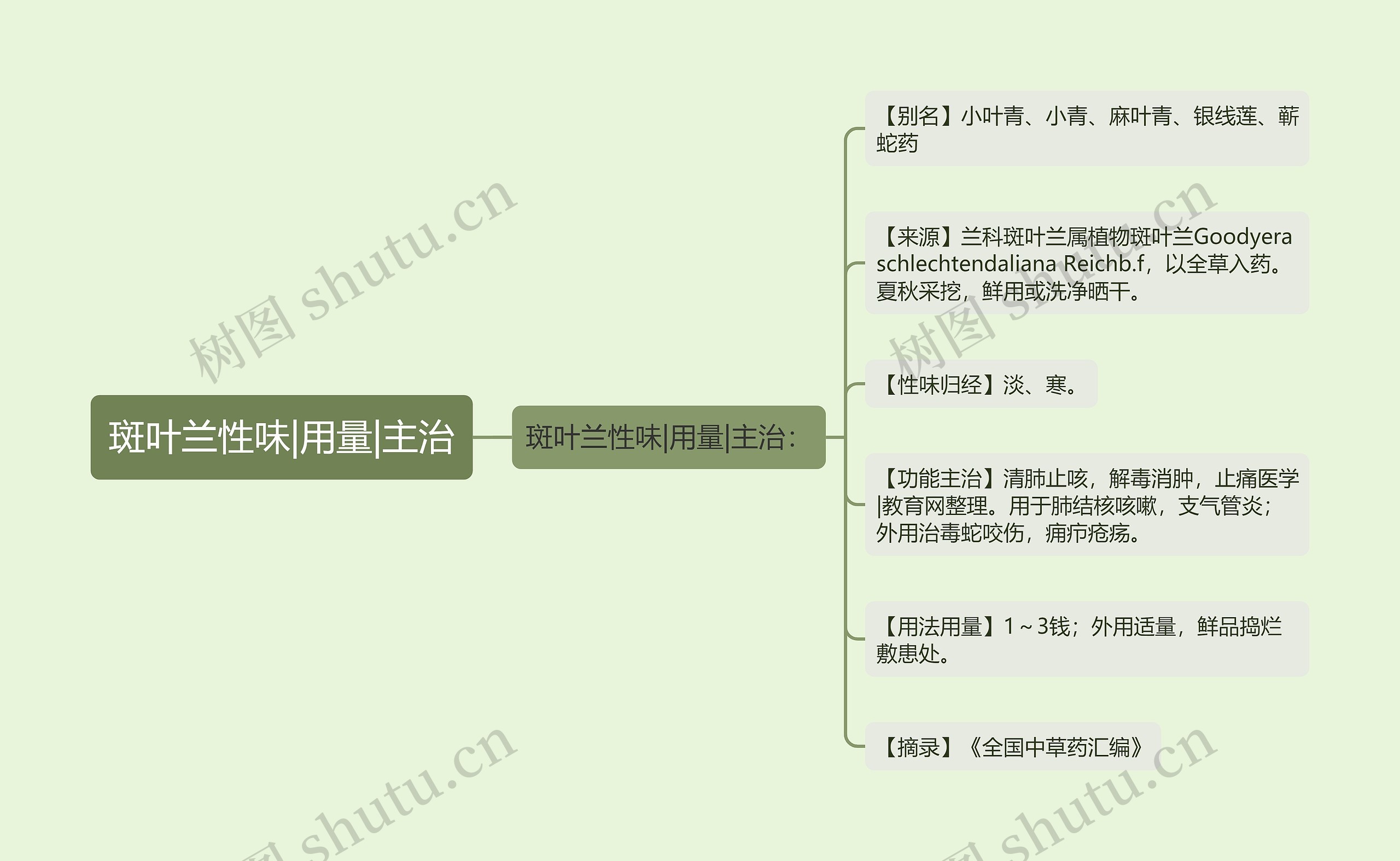 斑叶兰性味|用量|主治思维导图