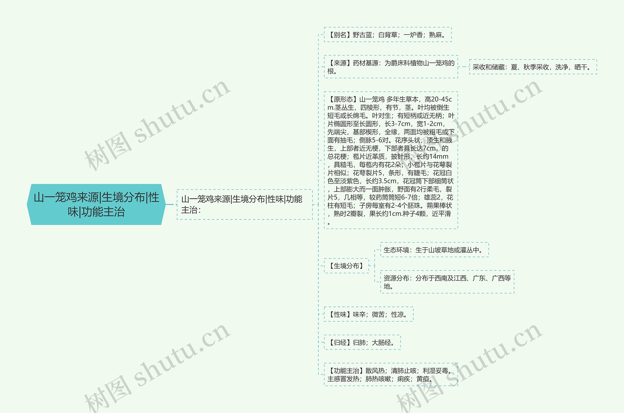 山一笼鸡来源|生境分布|性味|功能主治思维导图