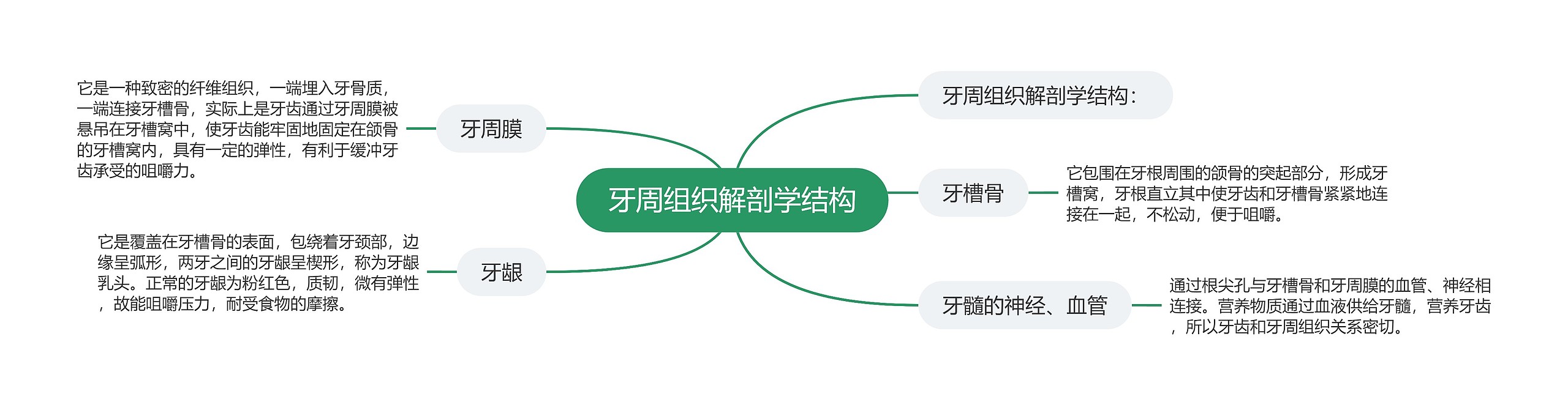 牙周组织解剖学结构 牙周组织解剖学结构