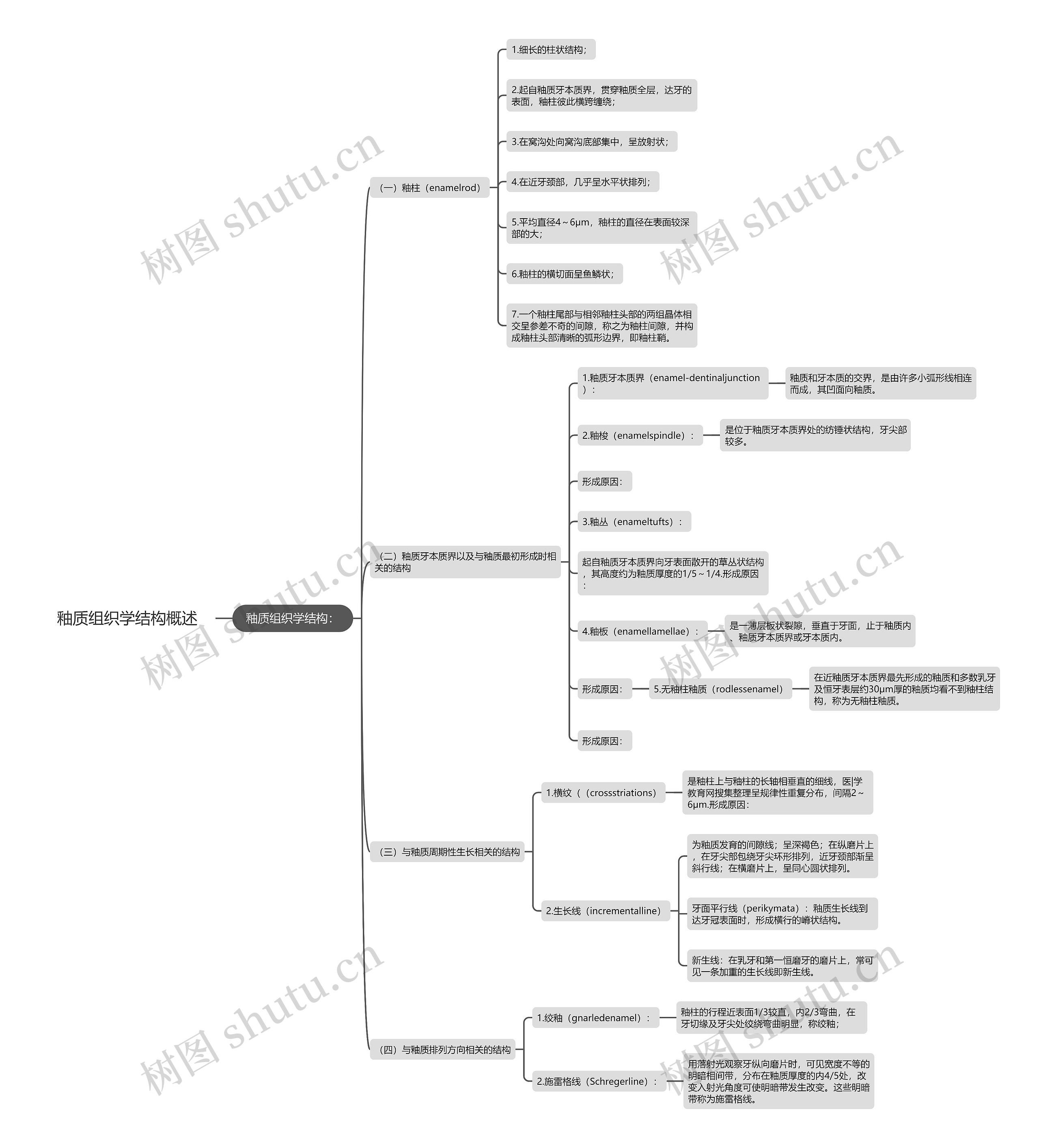 釉质组织学结构概述思维导图