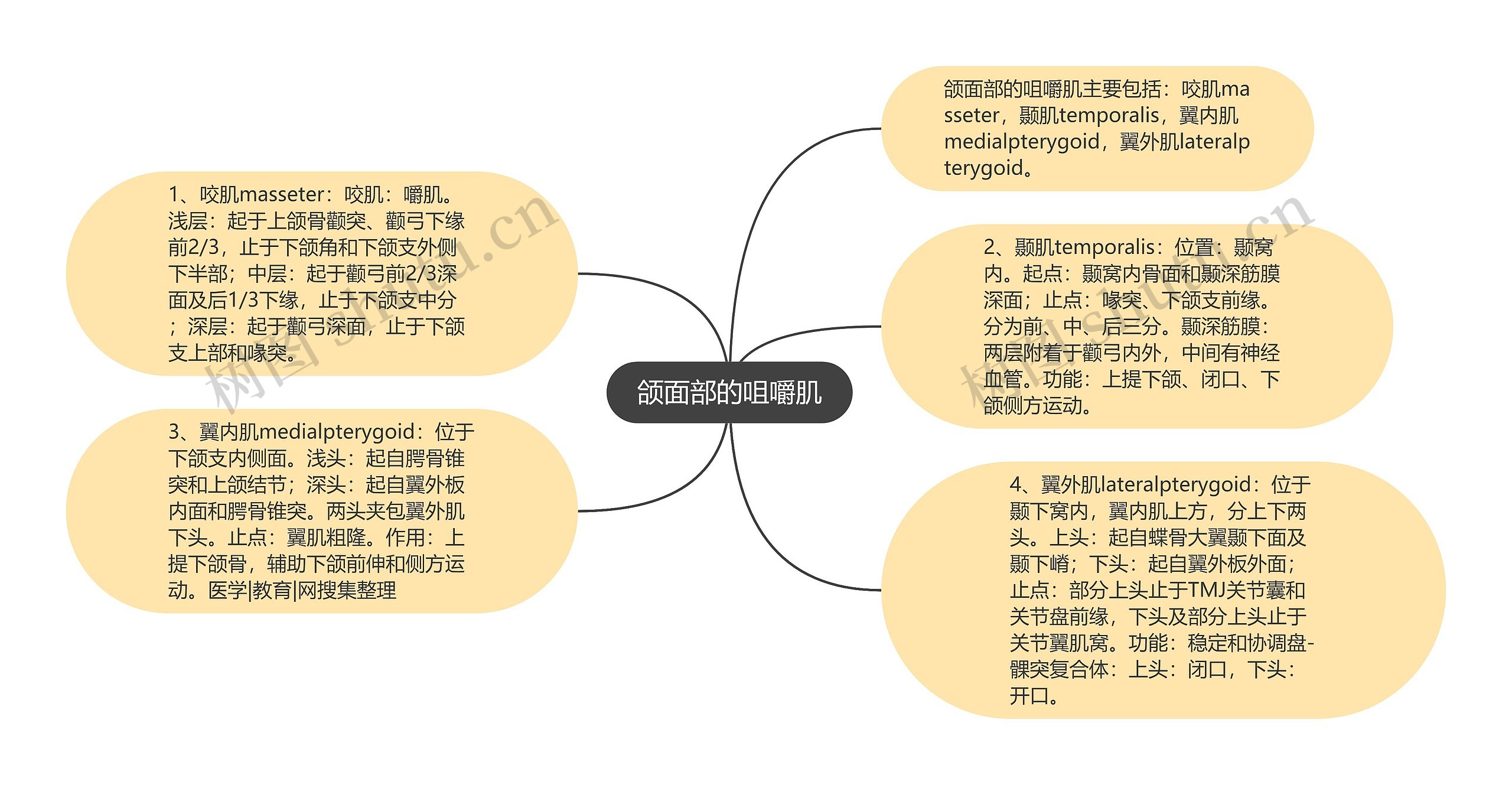 颌面部的咀嚼肌思维导图