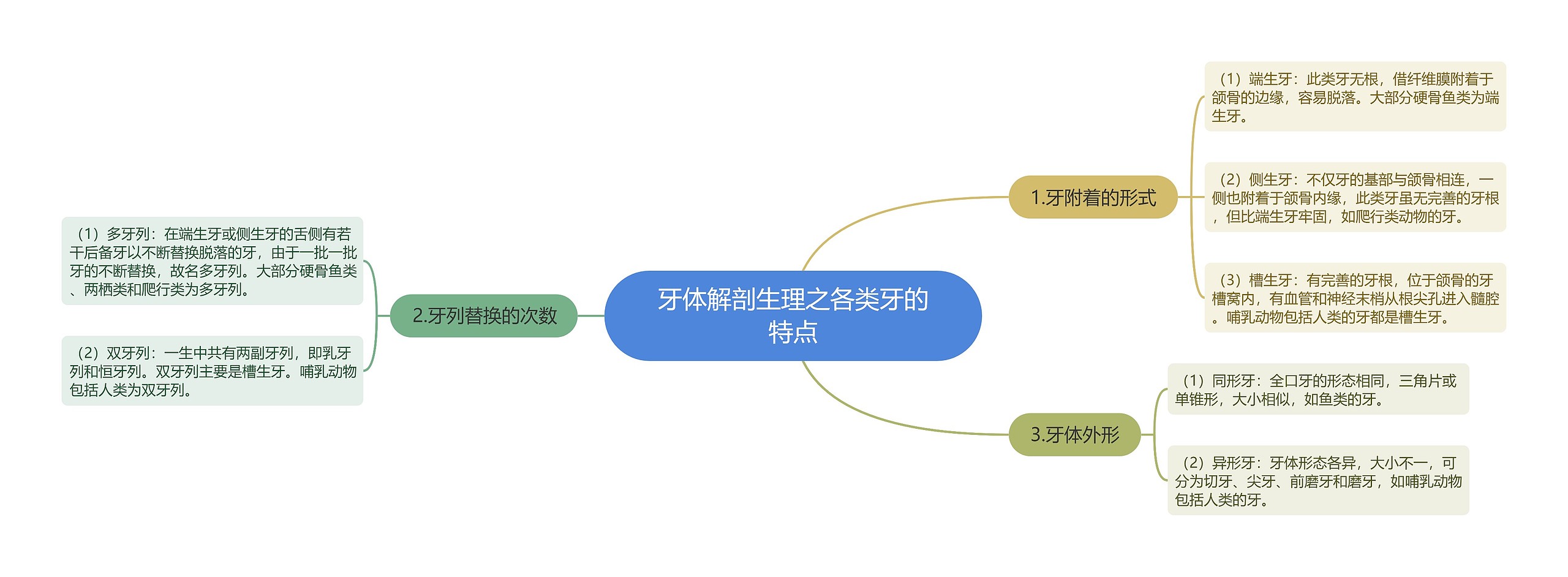 牙体解剖生理之各类牙的特点