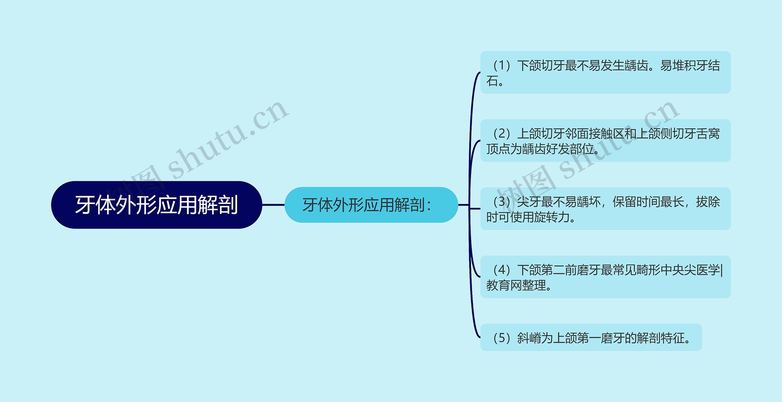 牙体外形应用解剖