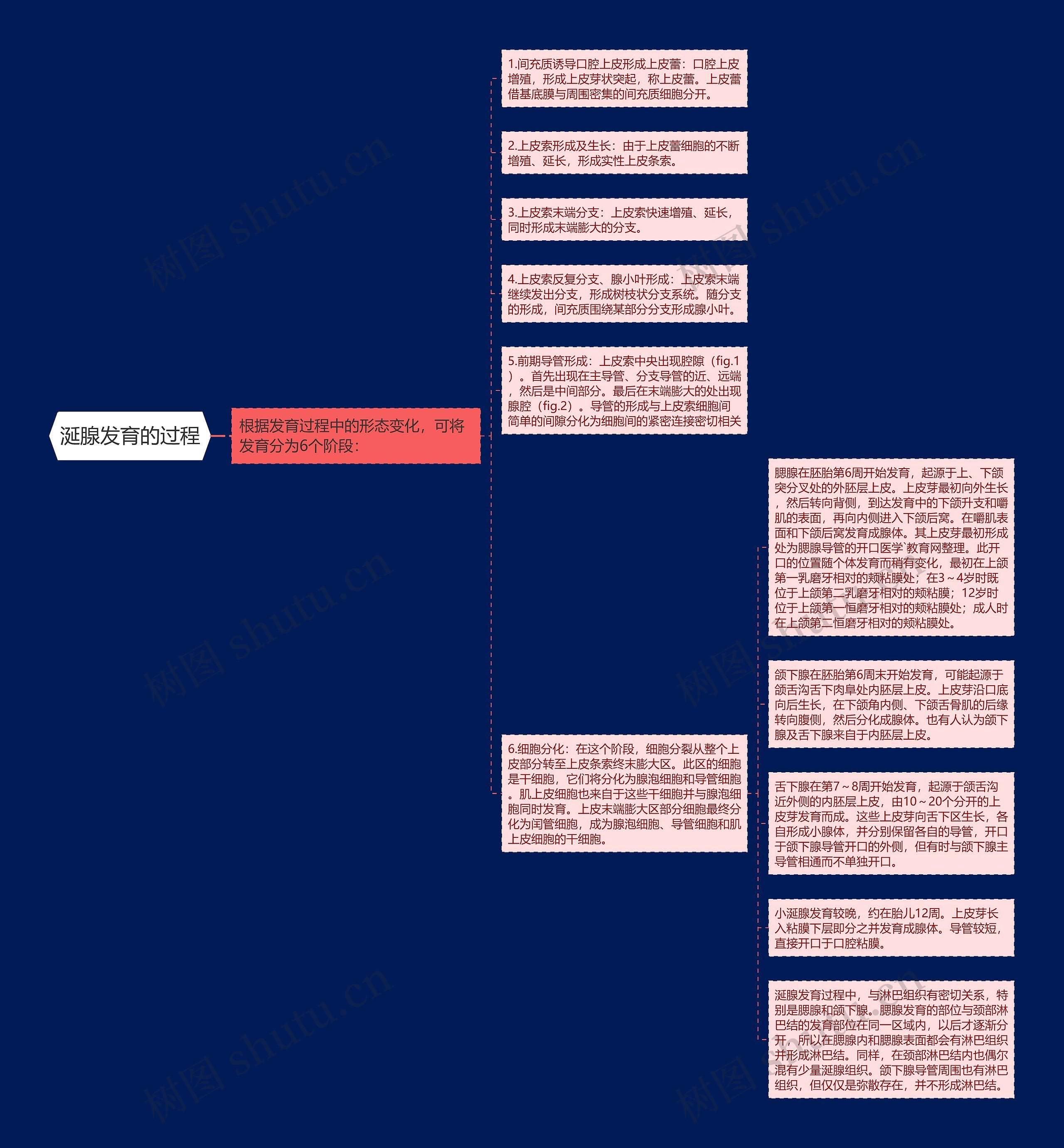涎腺发育的过程思维导图