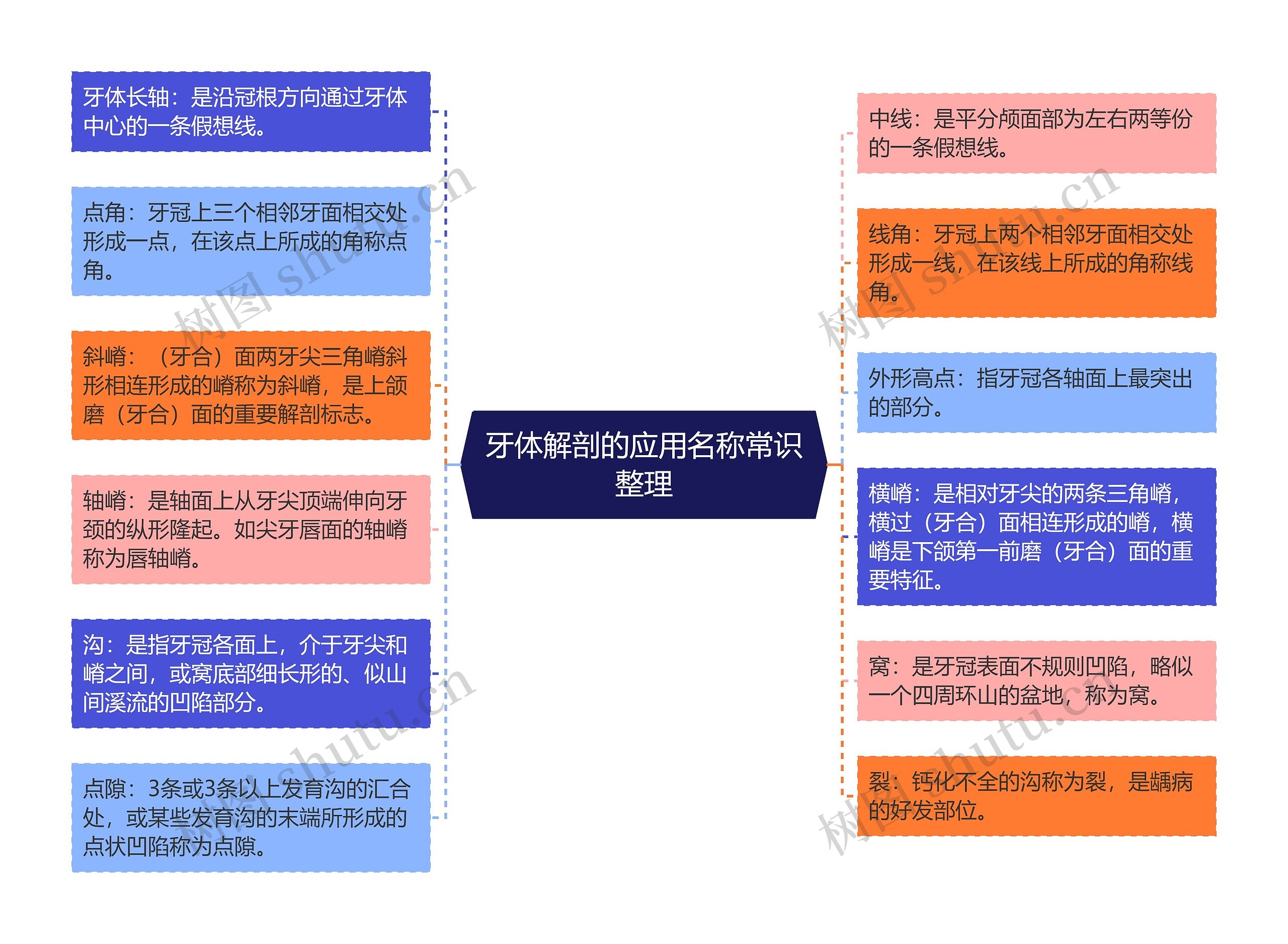 牙体解剖的应用名称常识整理思维导图