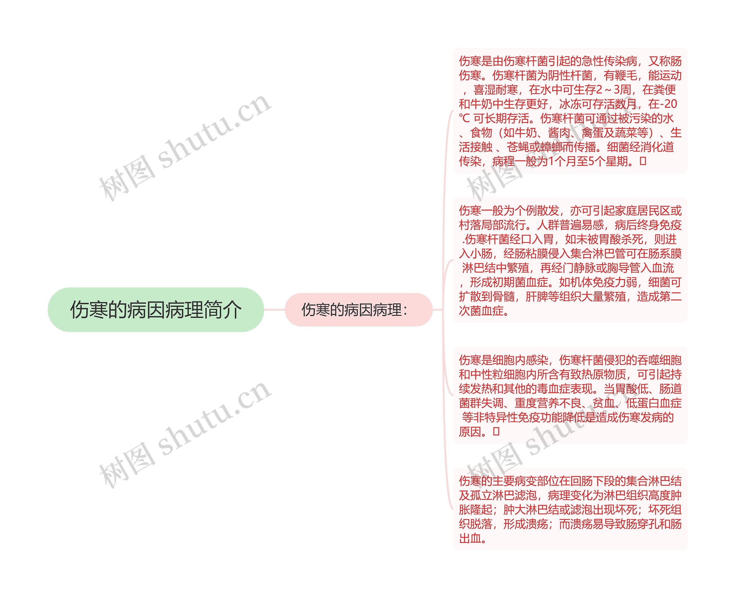 伤寒的病因病理简介思维导图