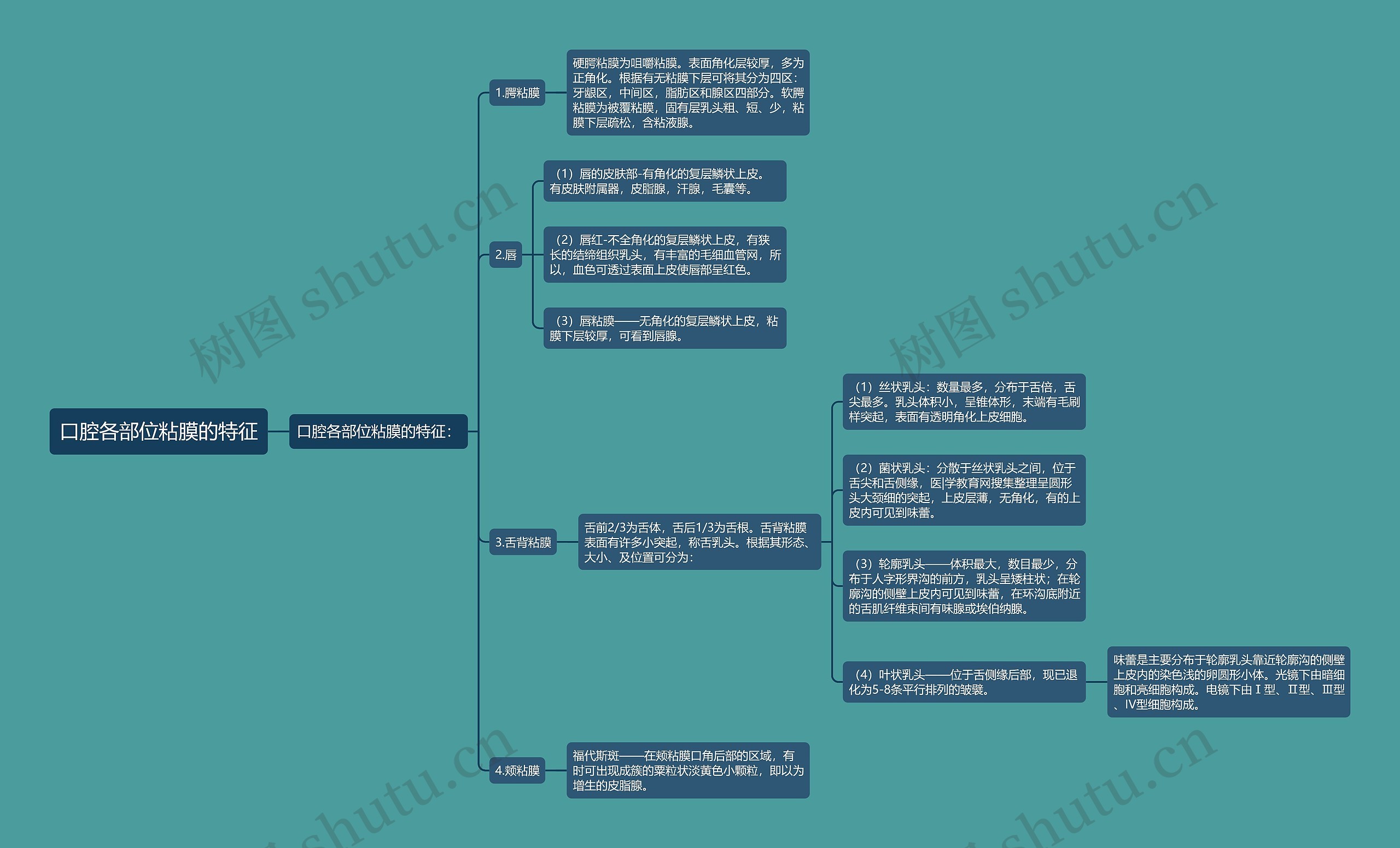 口腔各部位粘膜的特征思维导图