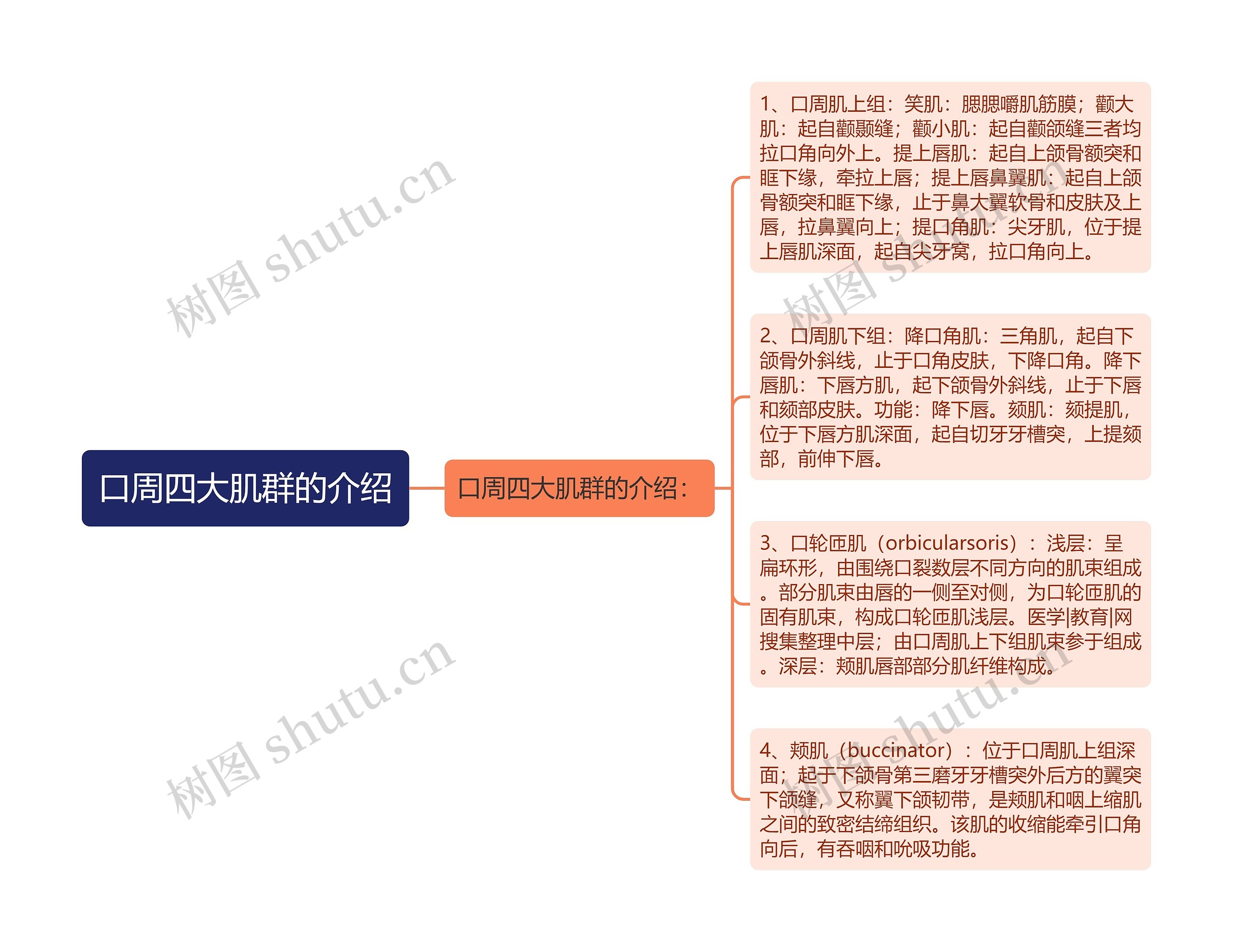 口周四大肌群的介绍思维导图