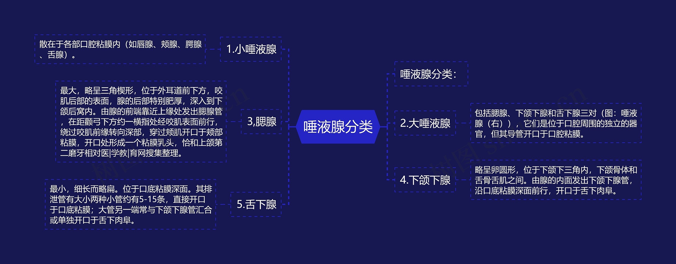 唾液腺分类 唾液腺分类