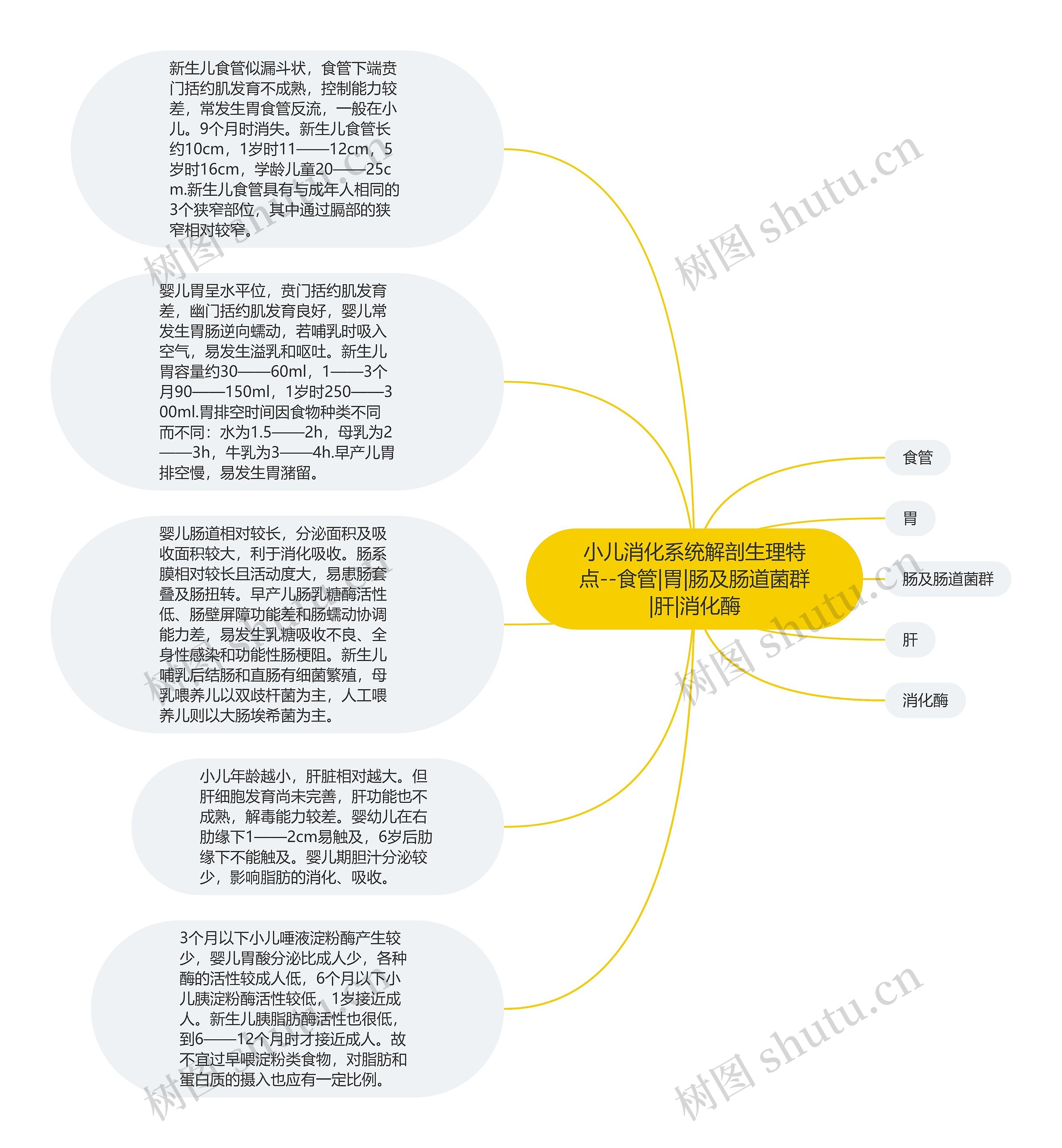 小儿消化系统解剖生理特点--食管|胃|肠及肠道菌群|肝|消化酶