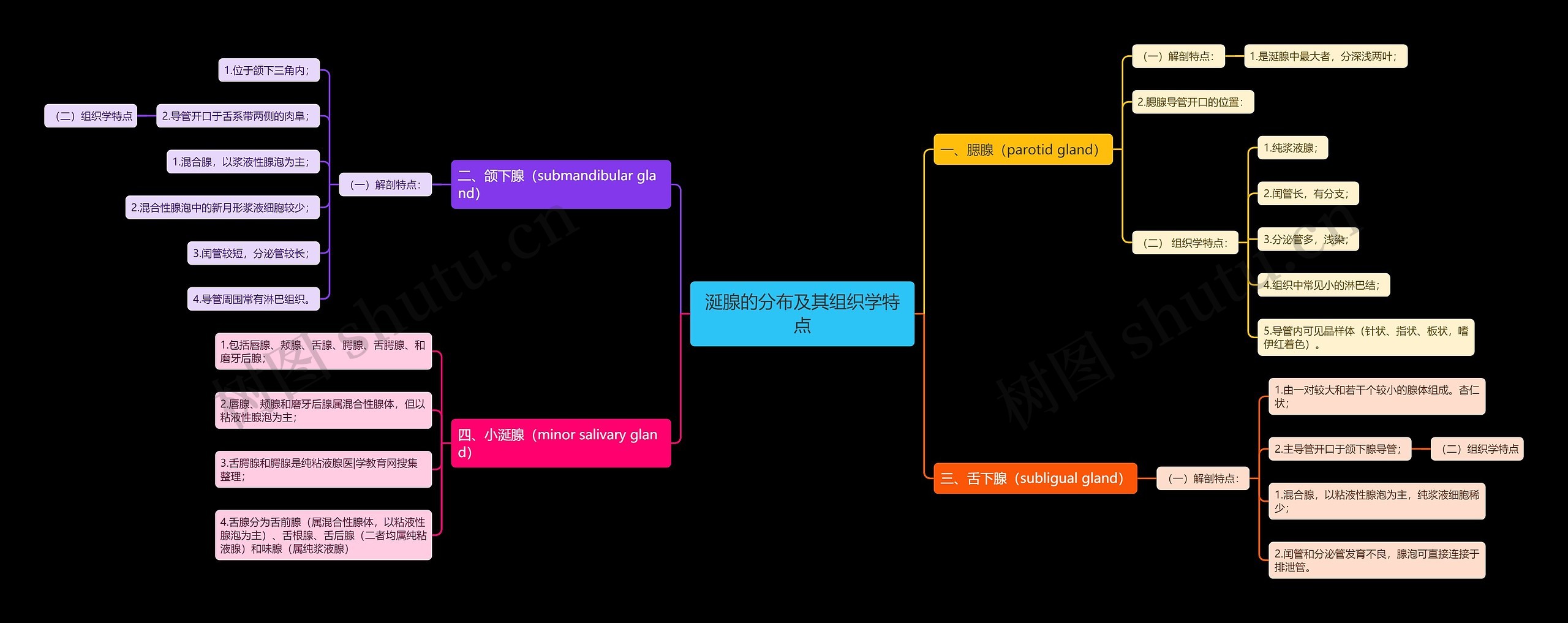 涎腺的分布及其组织学特点思维导图