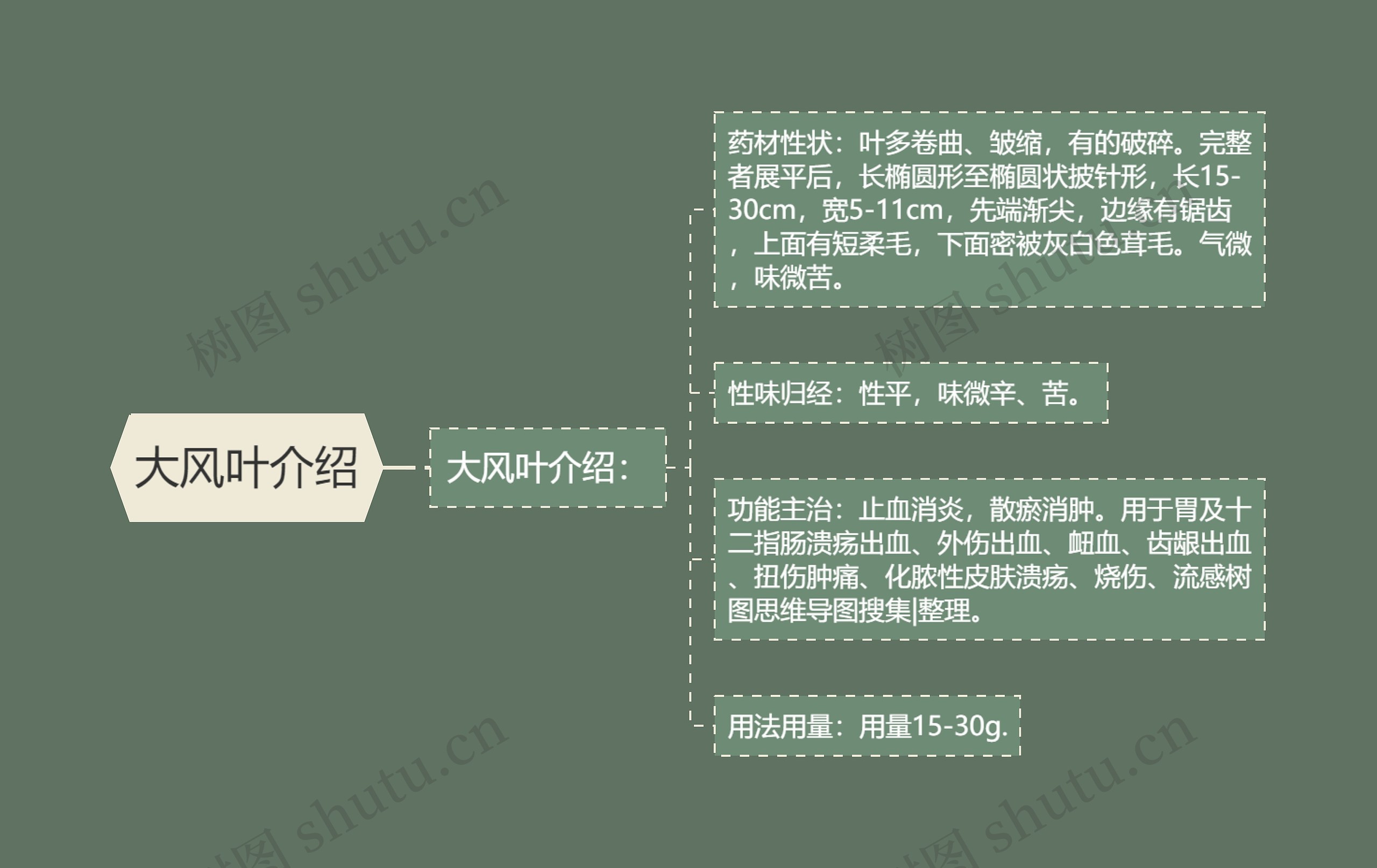 大风叶介绍思维导图