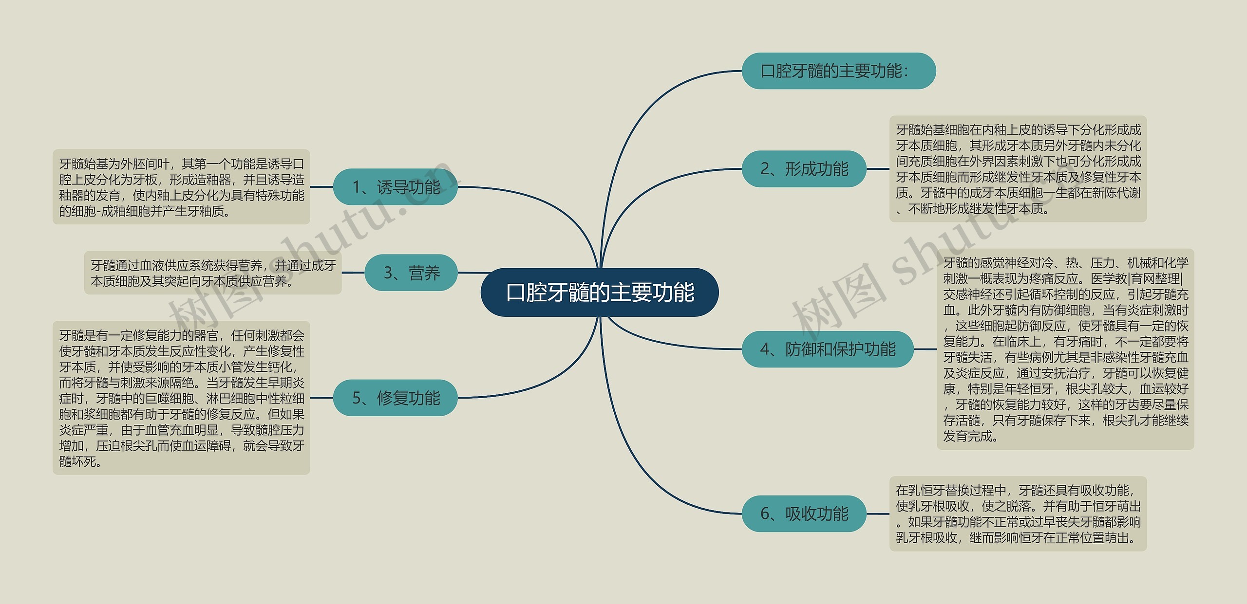 口腔牙髓的主要功能