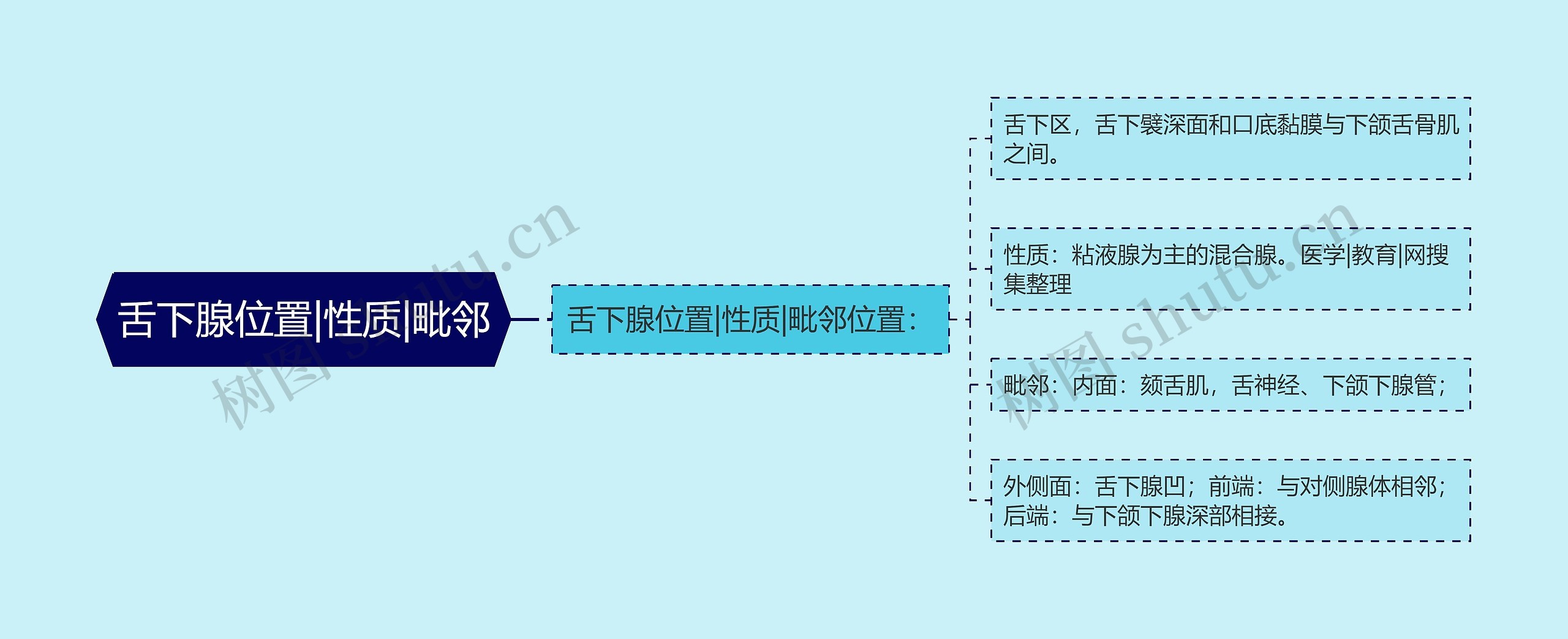 舌下腺位置|性质|毗邻思维导图