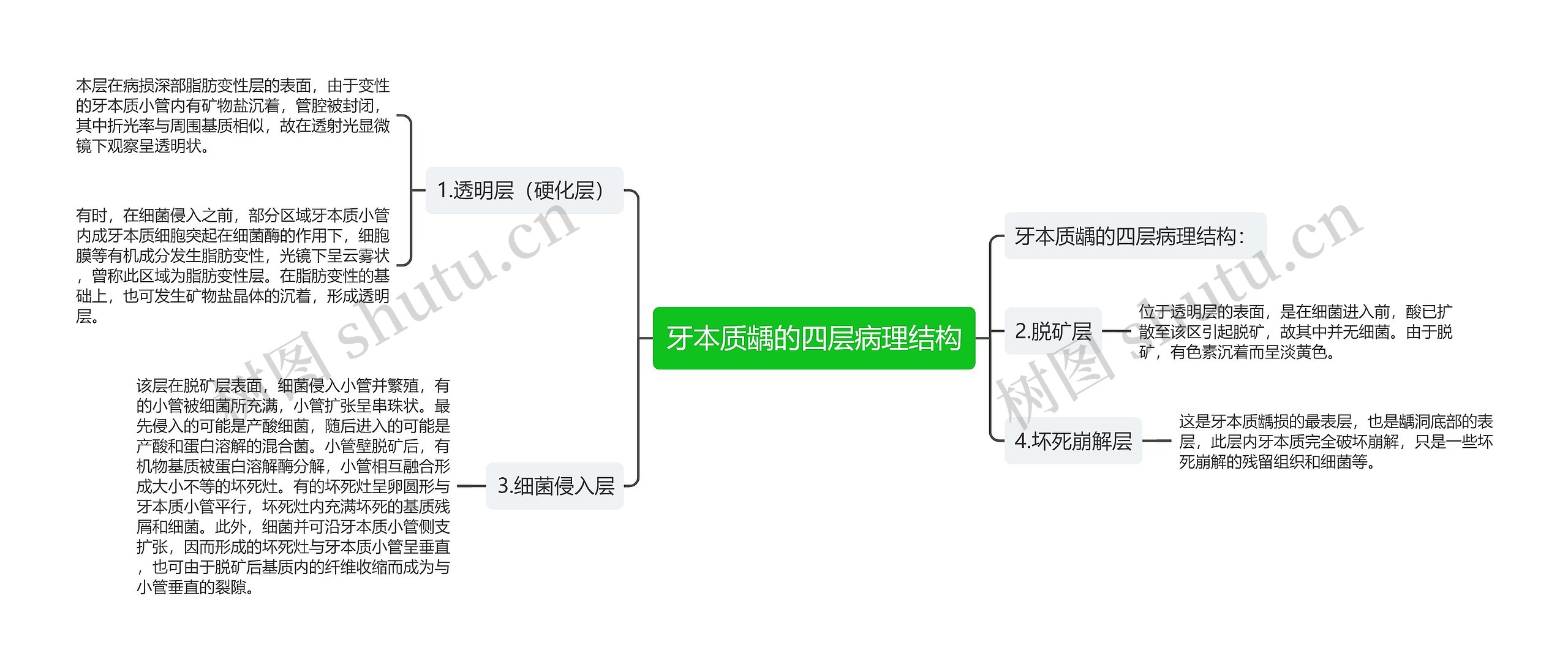 牙本质龋的四层病理结构思维导图