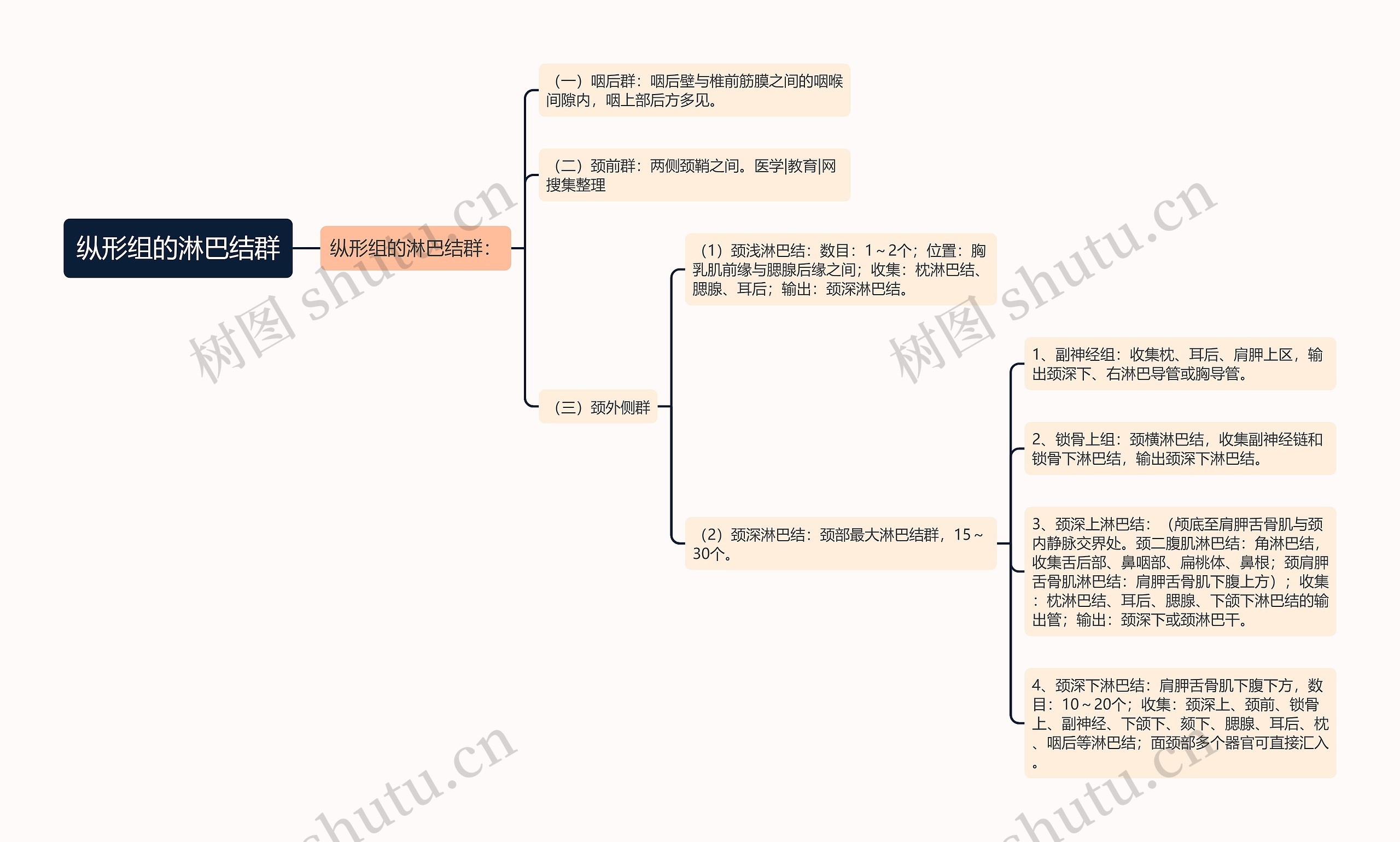纵形组的淋巴结群 纵形组的淋巴结群