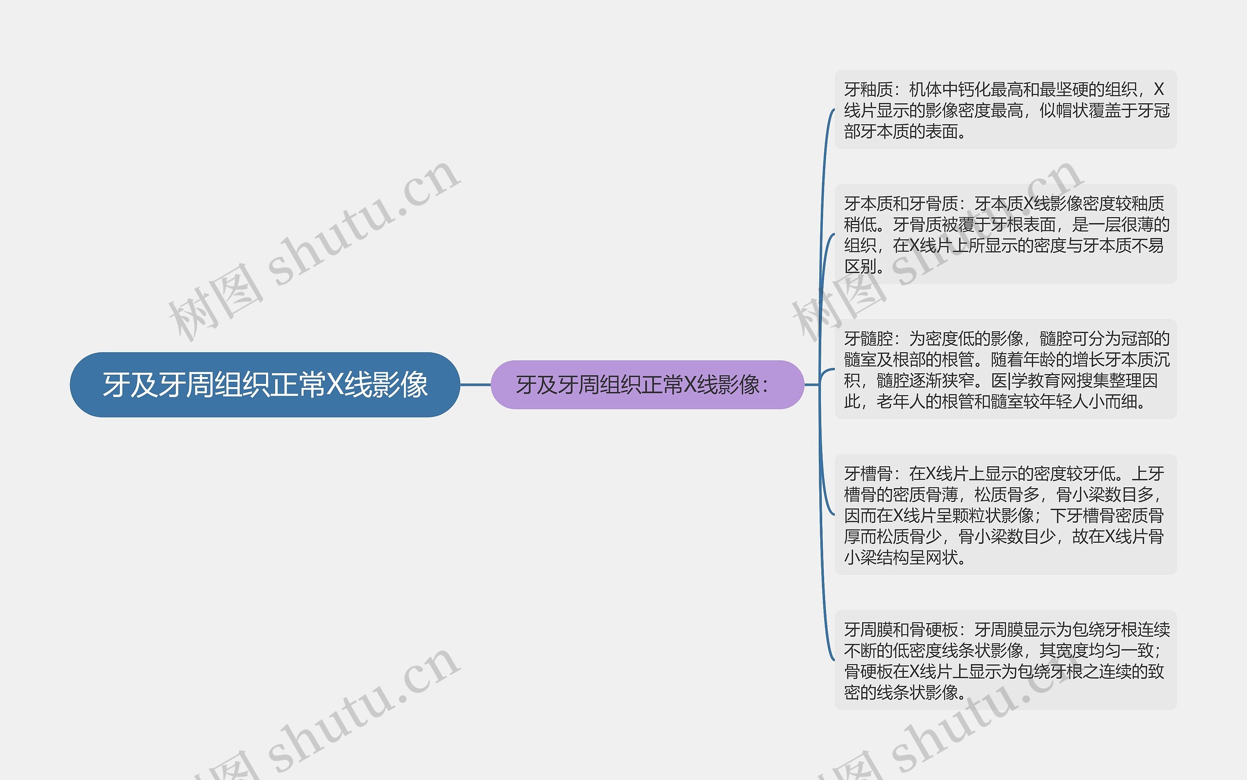 牙及牙周组织正常X线影像思维导图