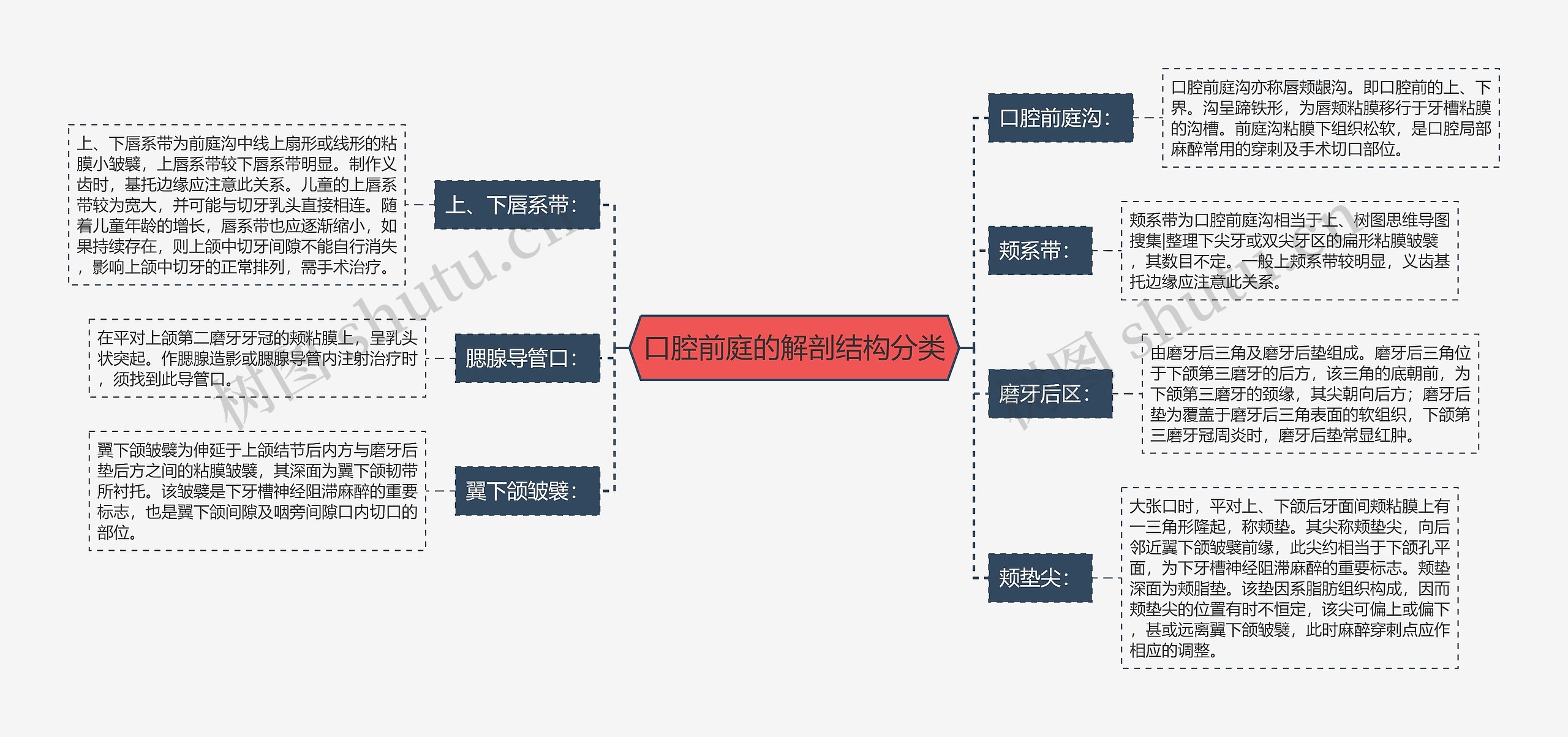 口腔前庭的解剖结构分类 口腔前庭的解剖结构分类