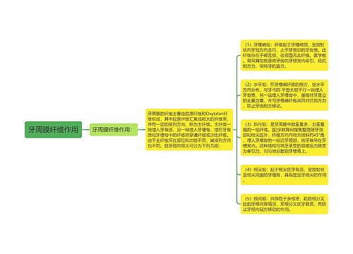 牙周膜纤维作用