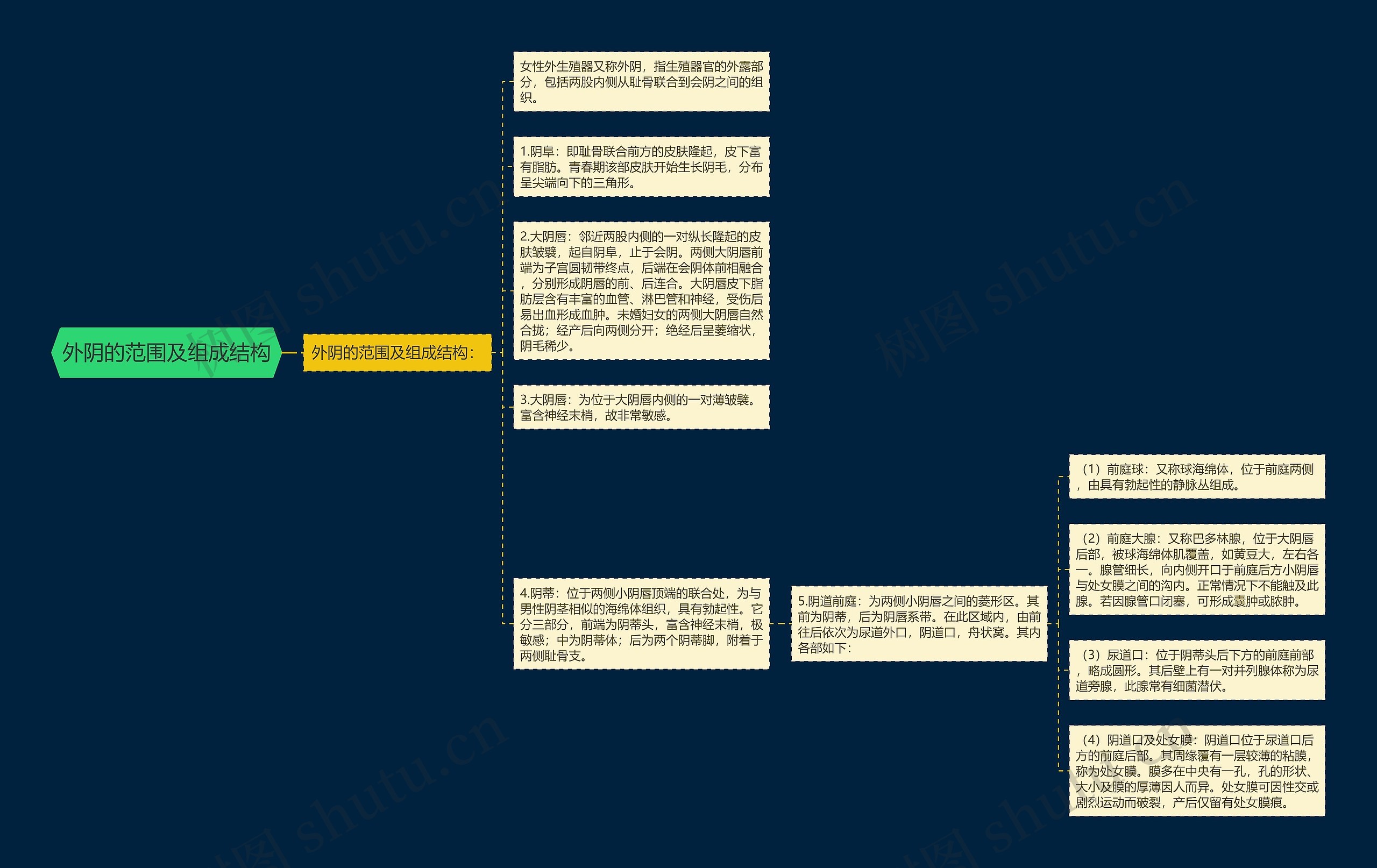 外阴的范围及组成结构思维导图
