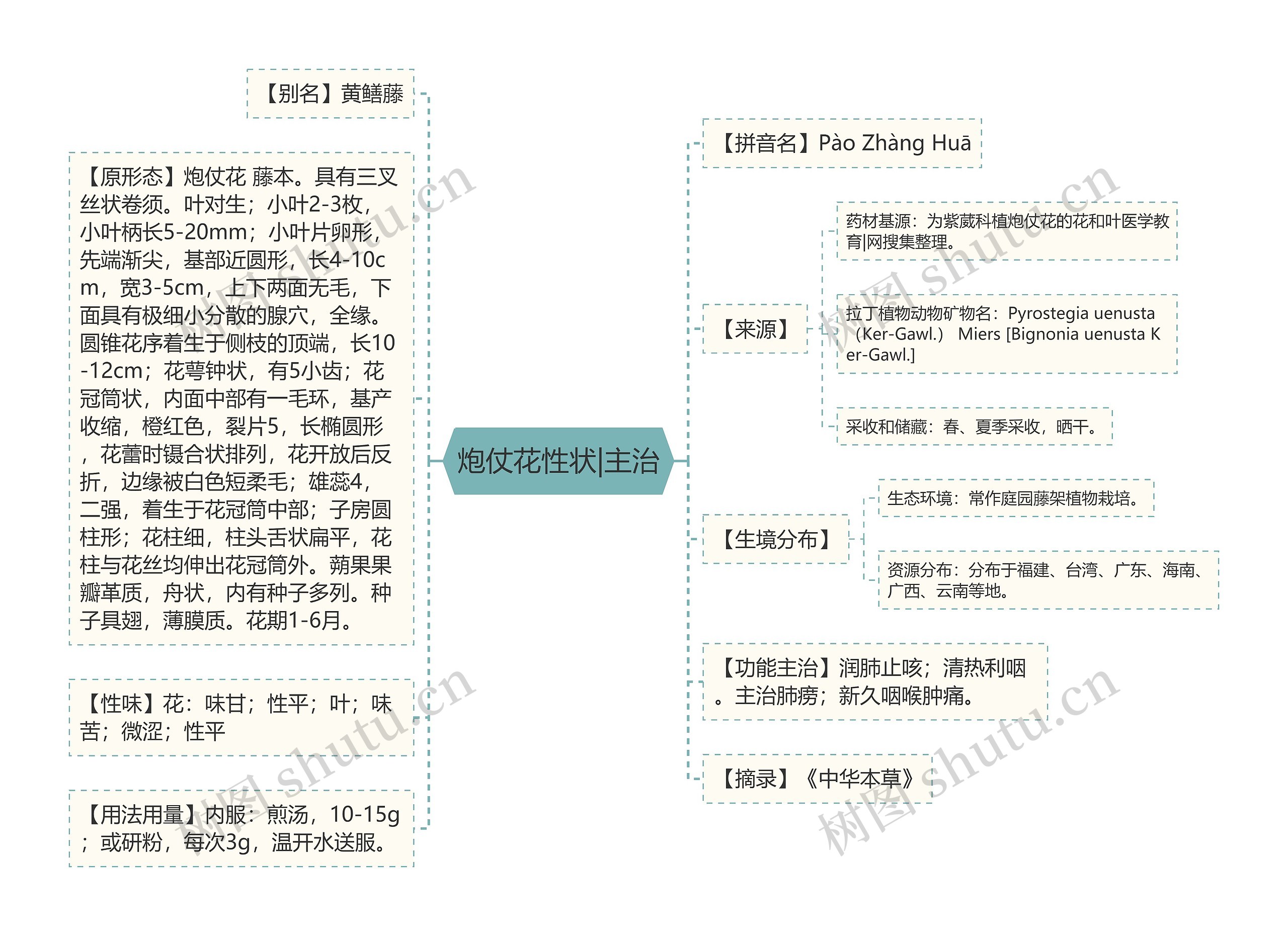 炮仗花性状|主治思维导图