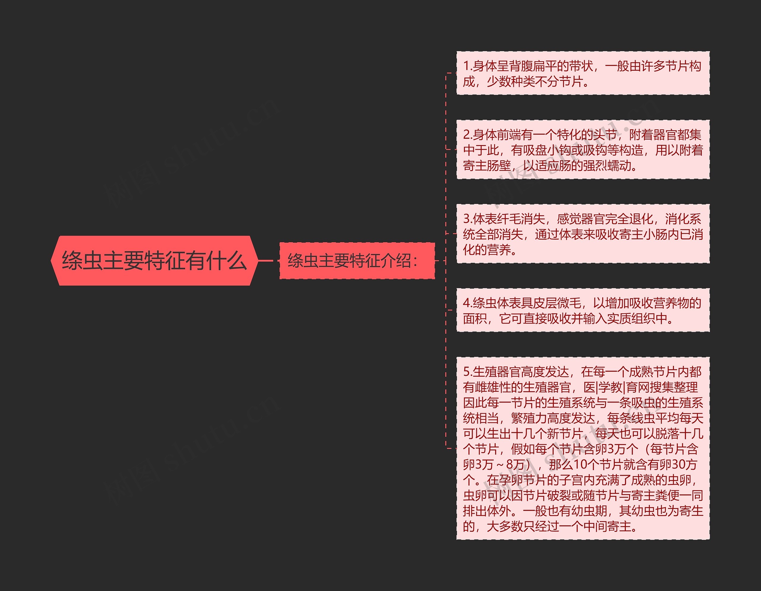 绦虫主要特征有什么思维导图