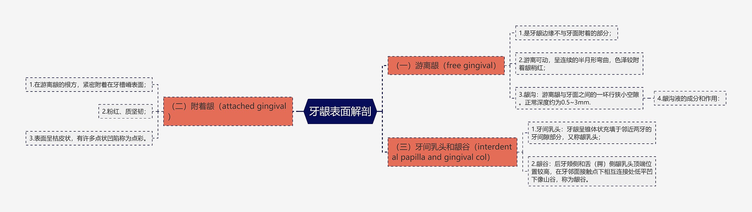 牙龈表面解剖思维导图