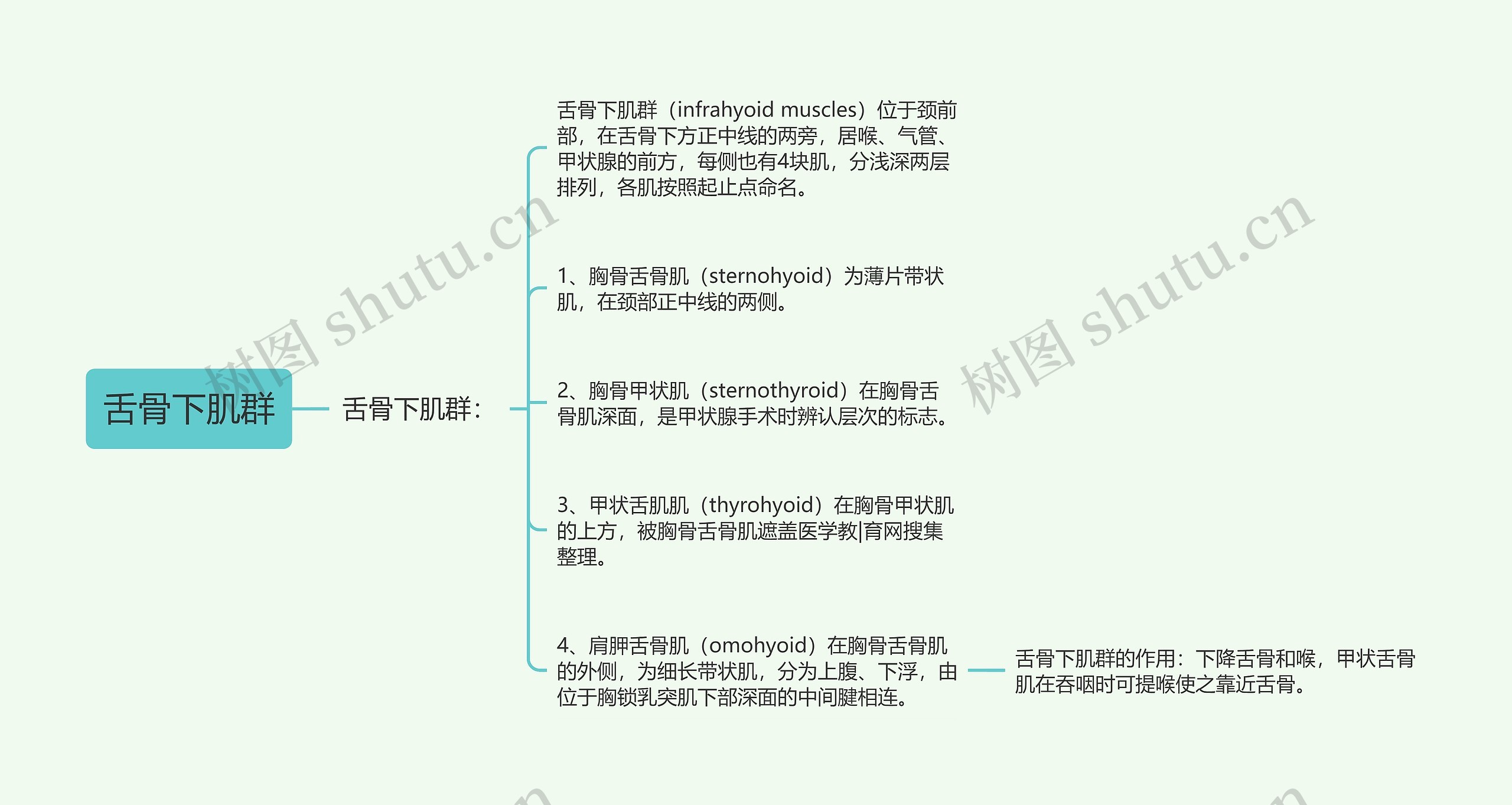 舌骨下肌群