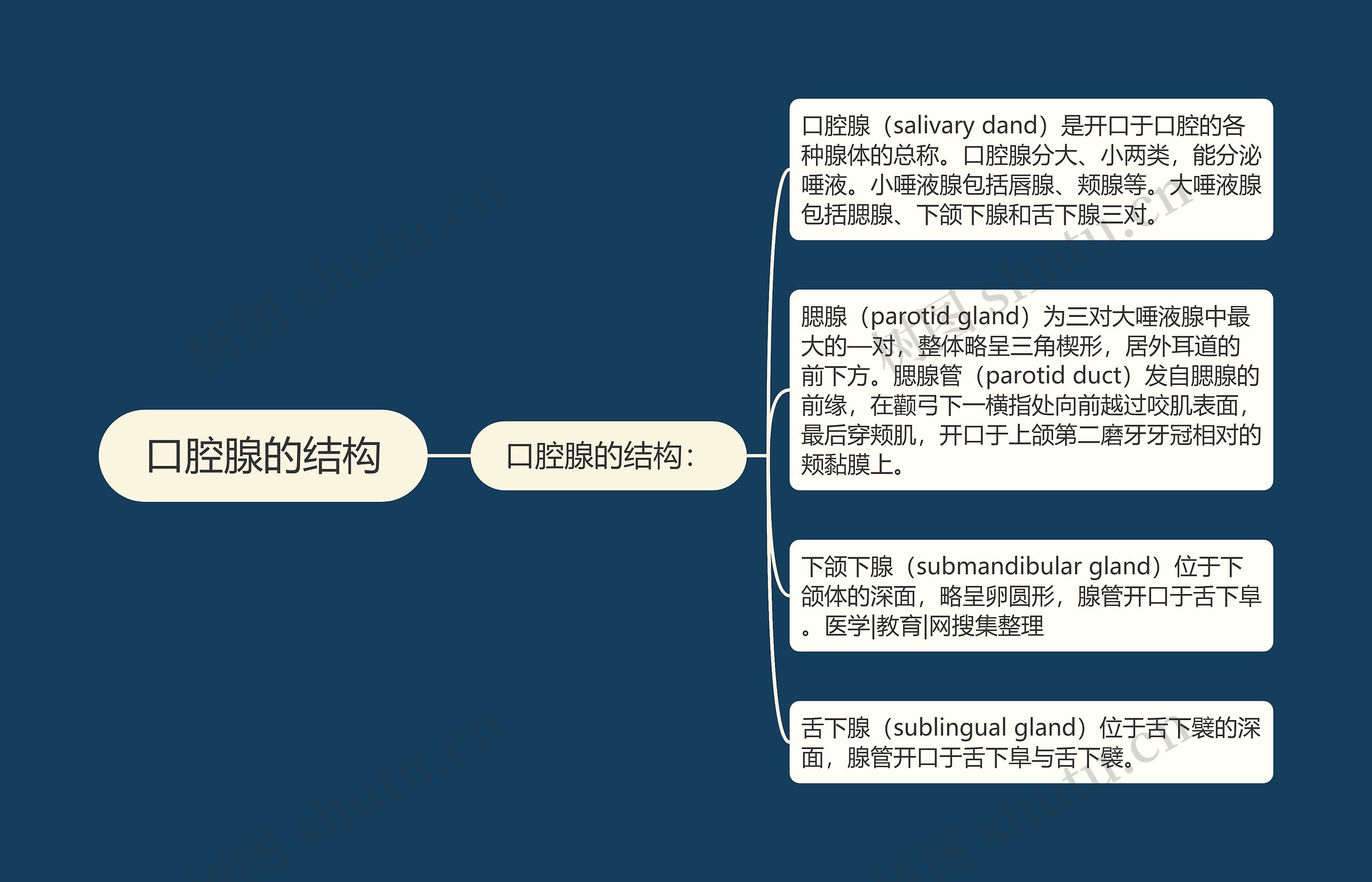 口腔腺的结构思维导图