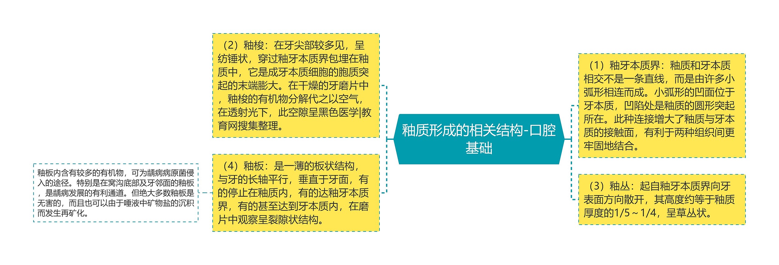 釉质形成的相关结构-口腔基础 釉质形成的相关结构-口腔基础
