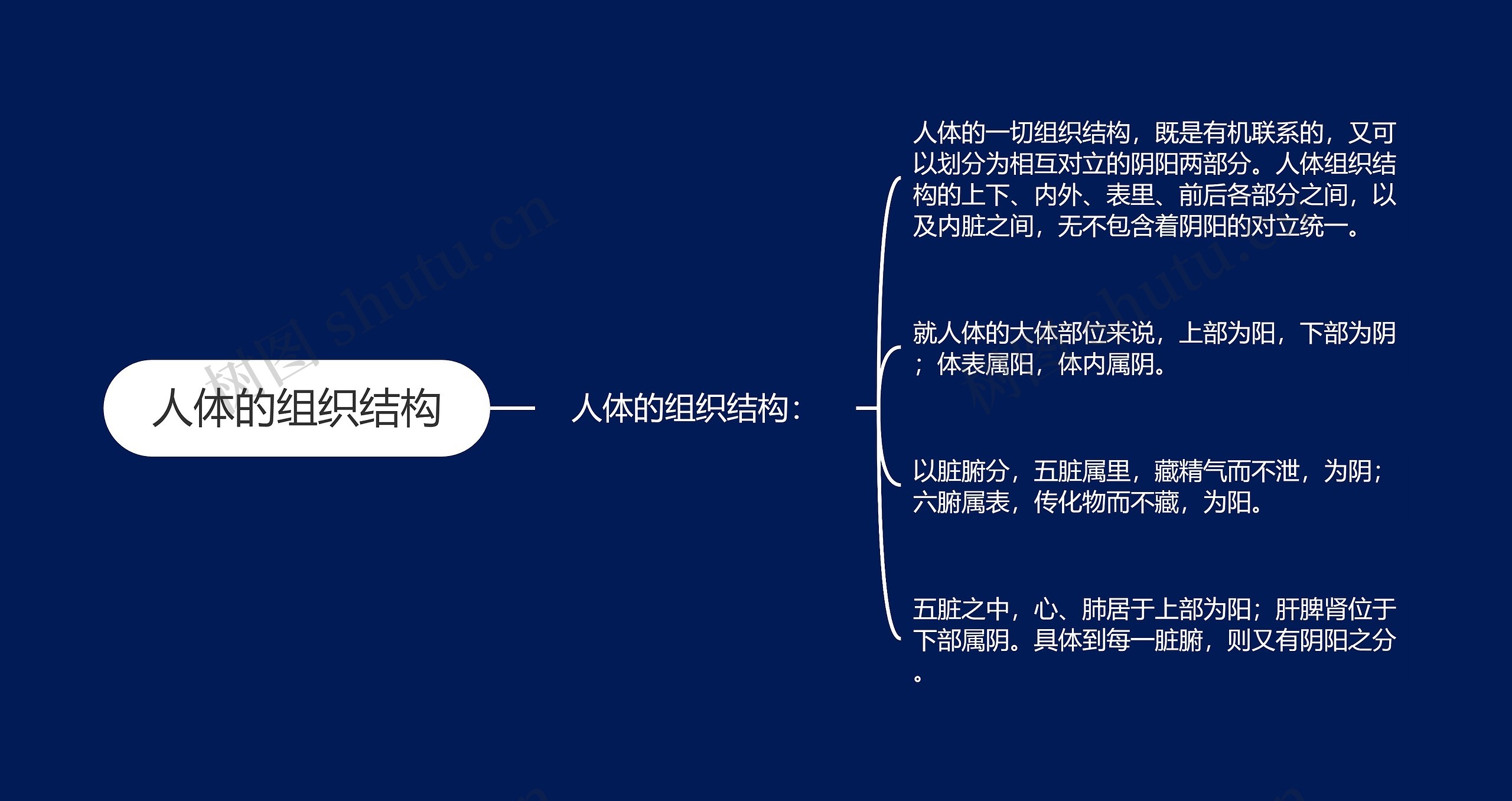 人体的组织结构思维导图