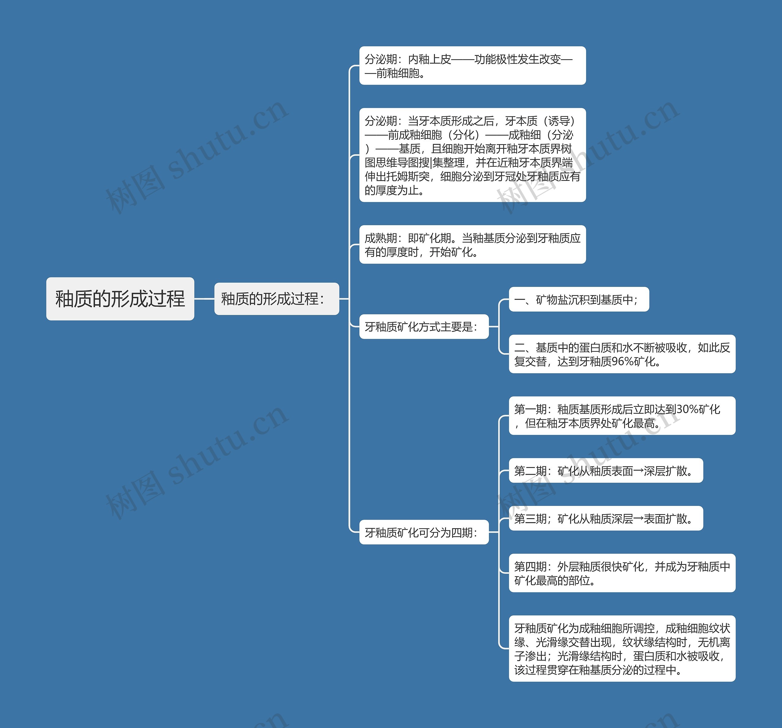 釉质的形成过程