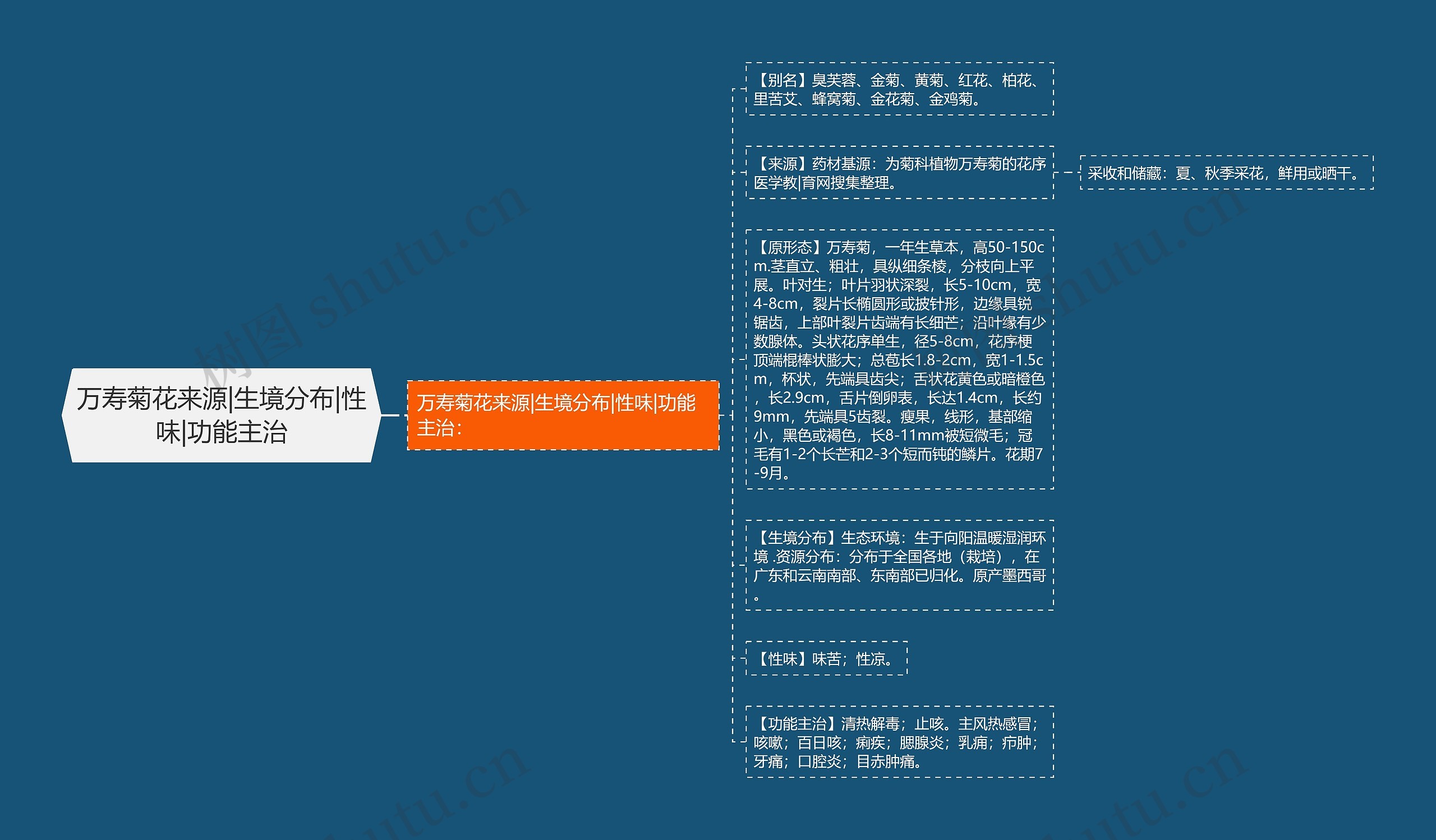 万寿菊花来源|生境分布|性味|功能主治思维导图